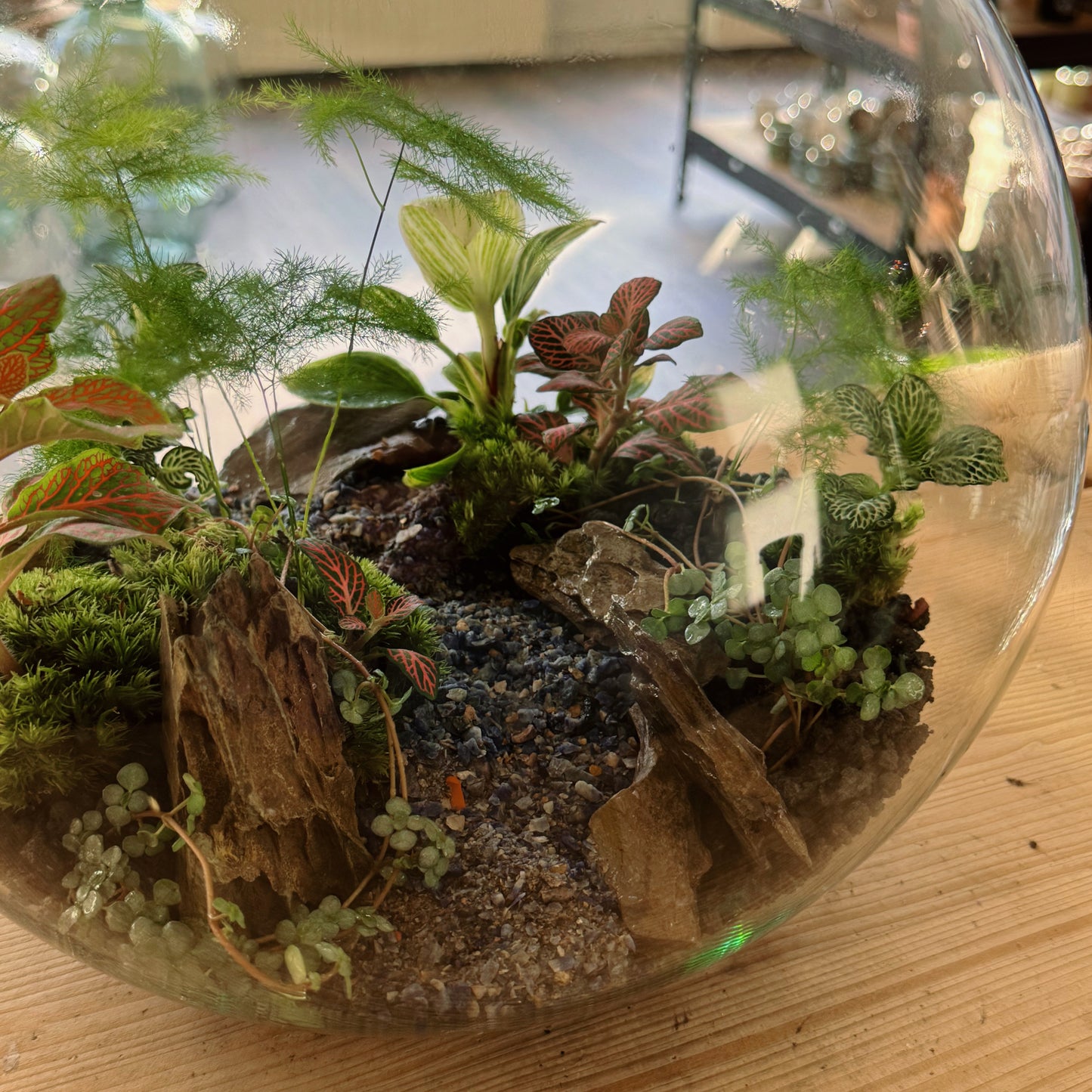 Flaschengarten DIY Set No76 - Aparagus setaceus, x Philodendron 'Birkin' x Pilia glaucophylla x Fittonia