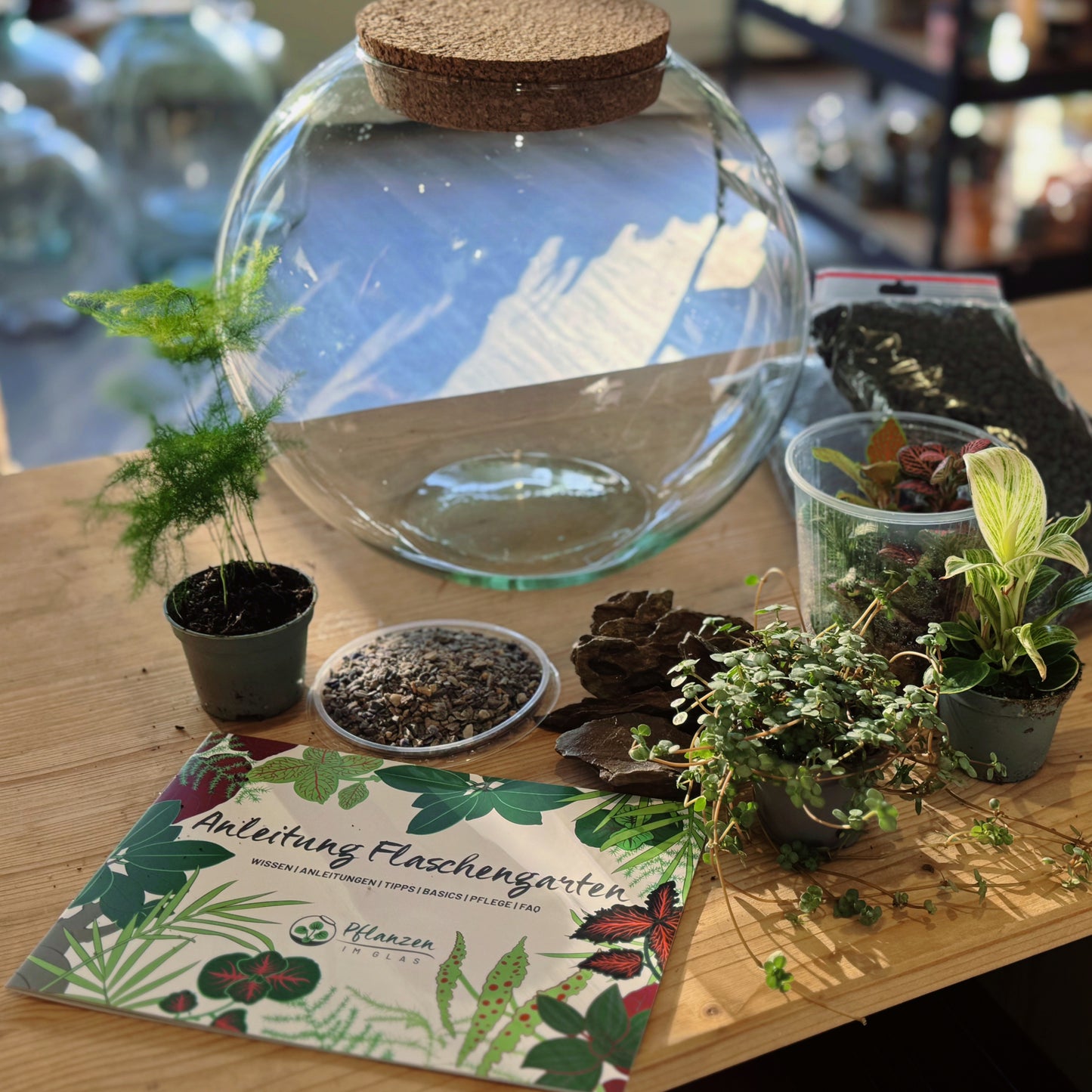 Flaschengarten DIY Set No76 - Aparagus setaceus, x Philodendron 'Birkin' x Pilia glaucophylla x Fittonia