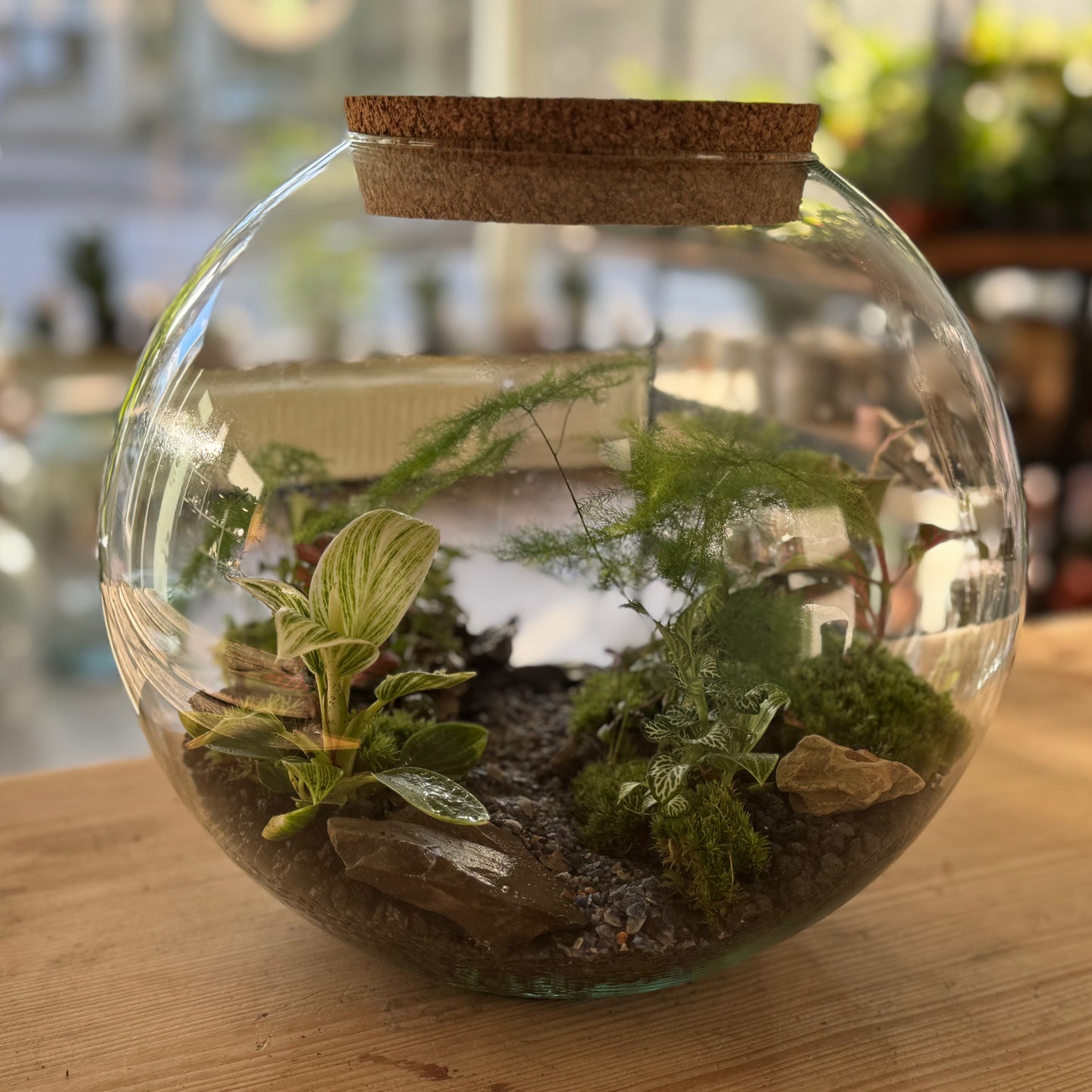 Flaschengarten DIY Set No76 - Aparagus setaceus, x Philodendron 'Birkin' x Pilia glaucophylla x Fittonia