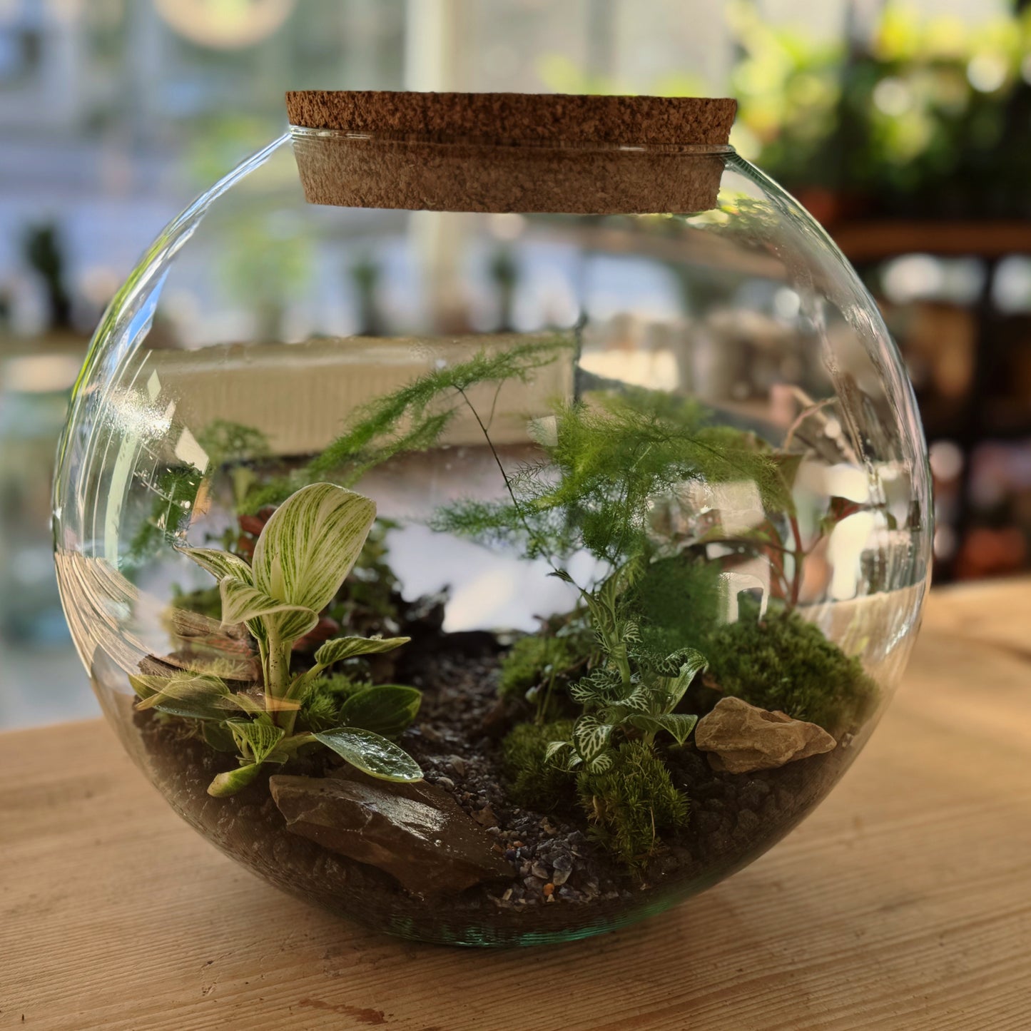 Flaschengarten DIY Set No76 - Aparagus setaceus, x Philodendron 'Birkin' x Pilia glaucophylla x Fittonia