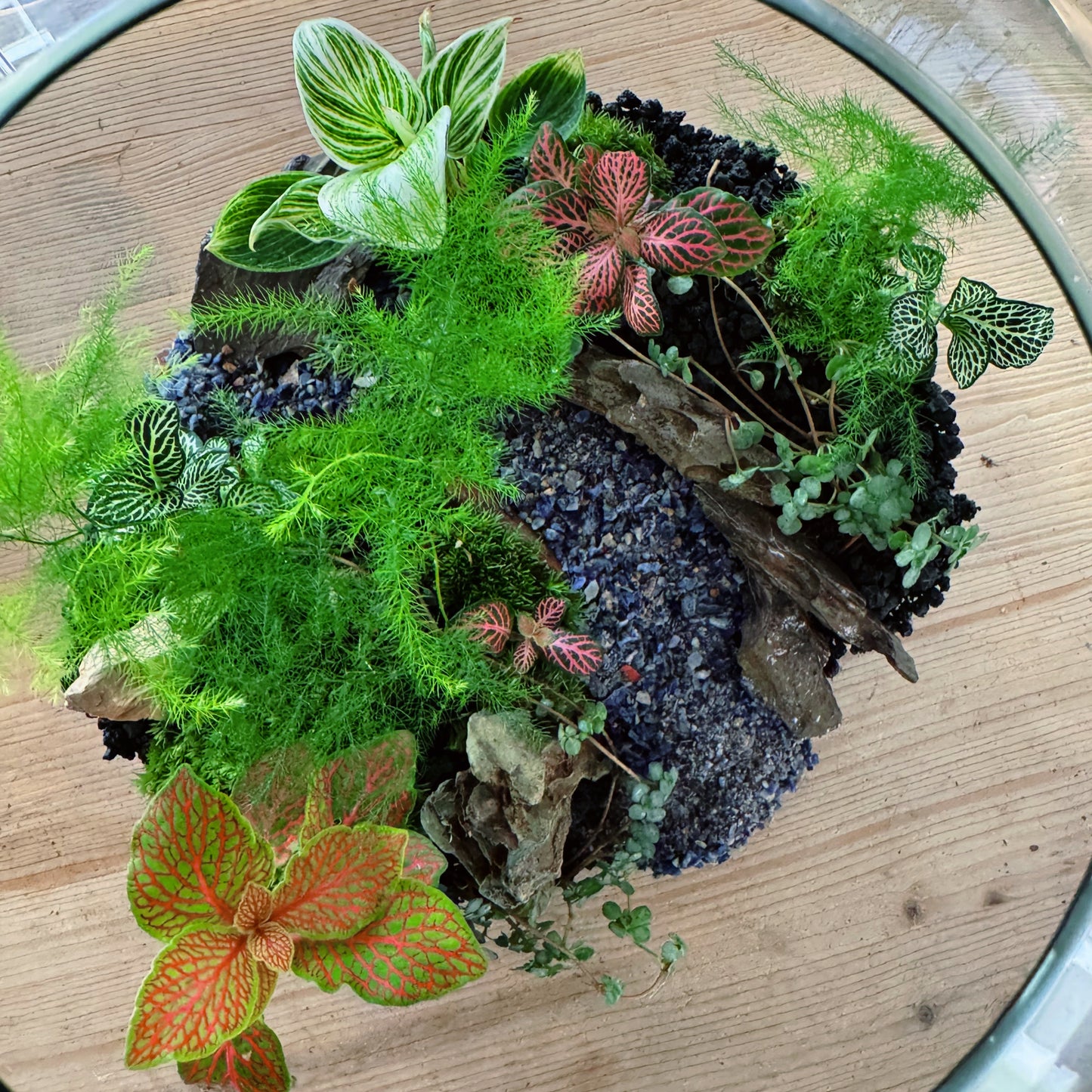 Flaschengarten DIY Set No76 - Aparagus setaceus, x Philodendron 'Birkin' x Pilia glaucophylla x Fittonia