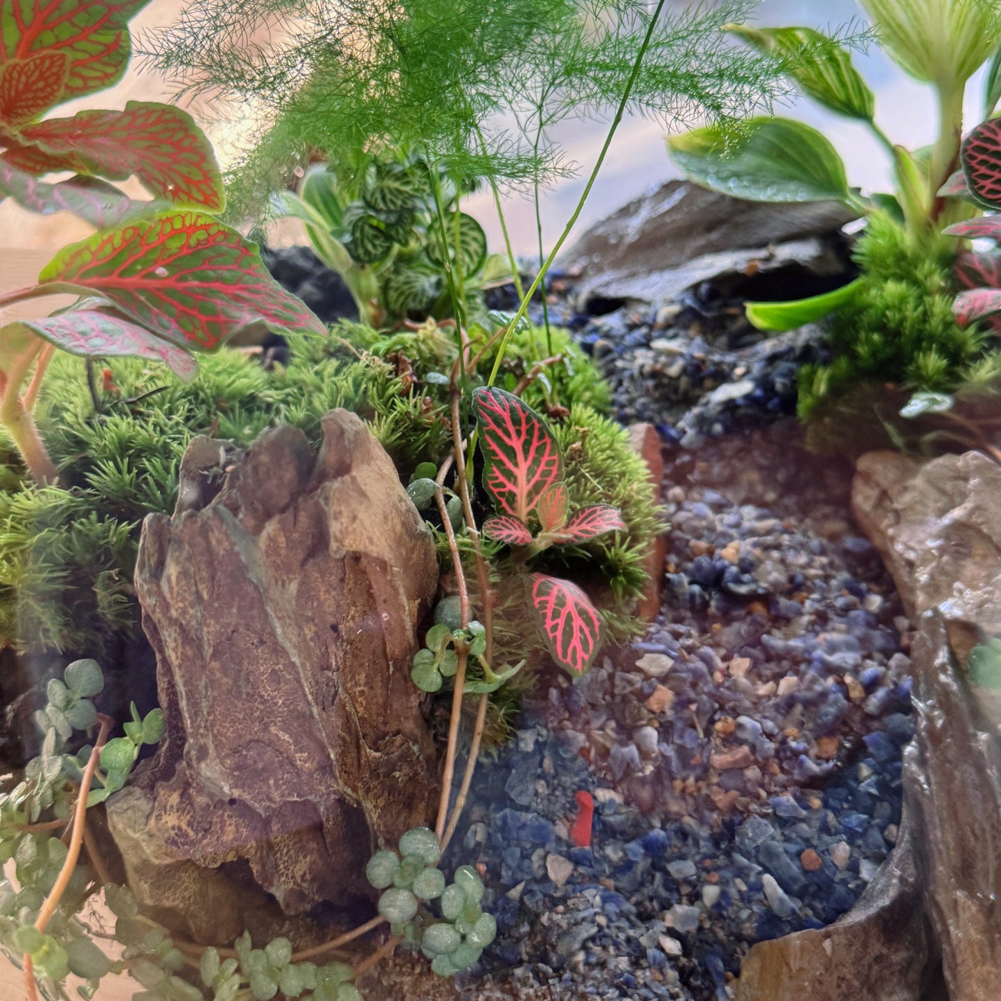 Flaschengarten DIY Set No76 - Aparagus setaceus, x Philodendron 'Birkin' x Pilia glaucophylla x Fittonia