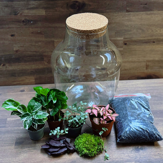 Flaschengarten DIY Set No77 - Calathea 'White Fusion' x Coffea arabica xPilea glaucophylla x Fittonia 'Pink Forest Flame'