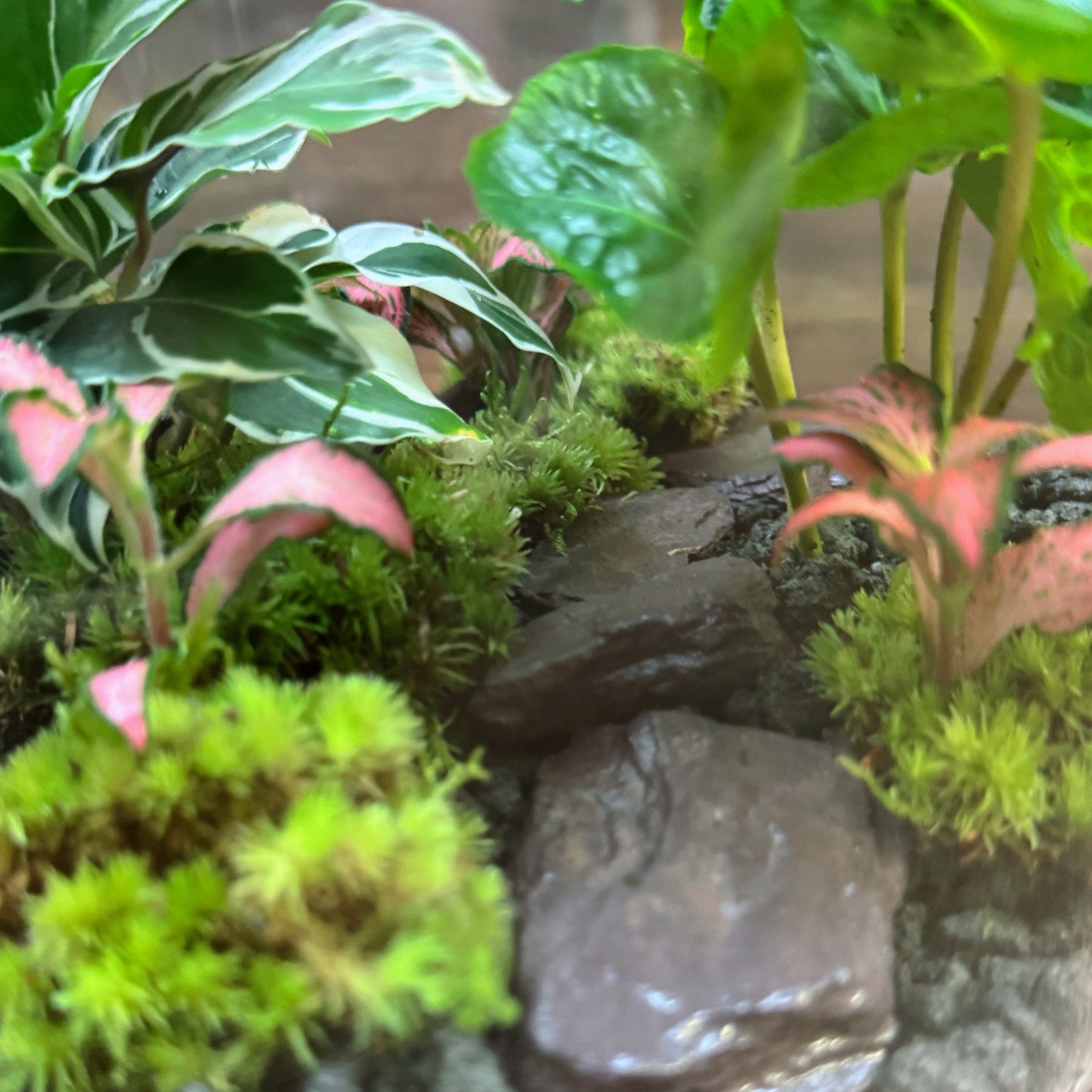 Flaschengarten DIY Set No77 - Calathea 'White Fusion' x Coffea arabica xPilea glaucophylla x Fittonia 'Pink Forest Flame'