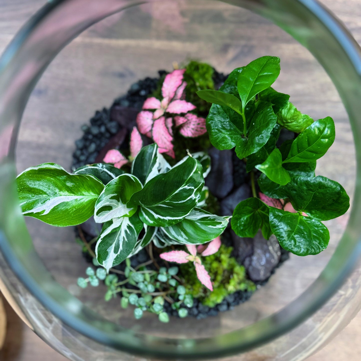 Flaschengarten DIY Set No77 - Calathea 'White Fusion' x Coffea arabica xPilea glaucophylla x Fittonia 'Pink Forest Flame'