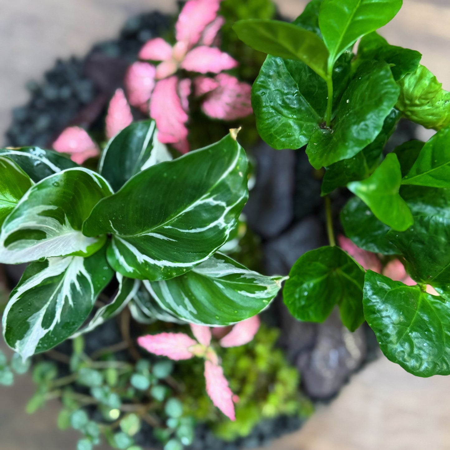 Flaschengarten DIY Set No77 - Calathea 'White Fusion' x Coffea arabica xPilea glaucophylla x Fittonia 'Pink Forest Flame'