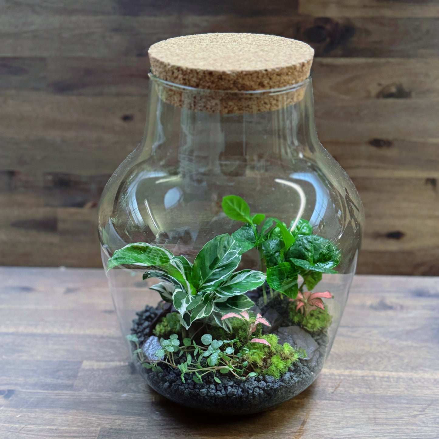 Flaschengarten DIY Set No77 - Calathea 'White Fusion' x Coffea arabica xPilea glaucophylla x Fittonia 'Pink Forest Flame'