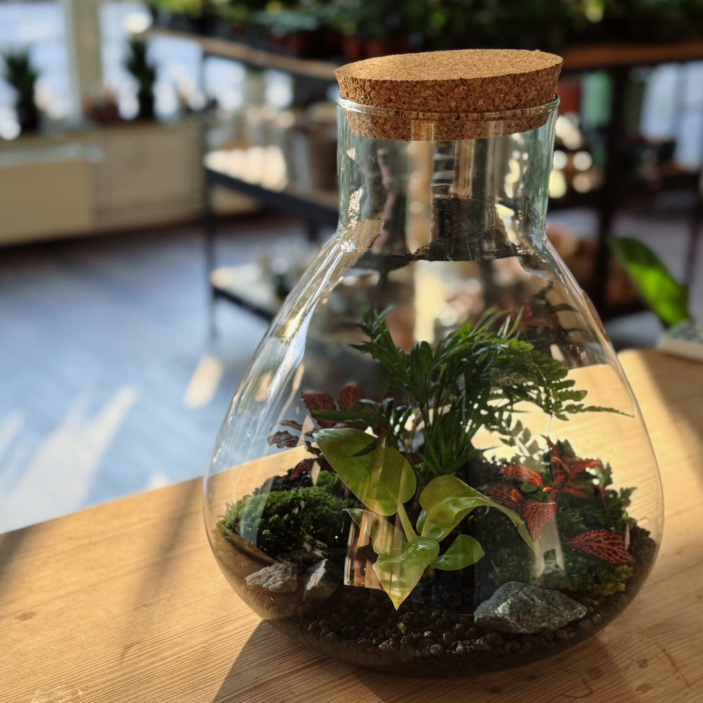 Flaschengarten DIY Set No78 - Philodendron melinonii x Chamaedora elegans  x Arachniodes aristata x Fittonia  'Forest Flame'