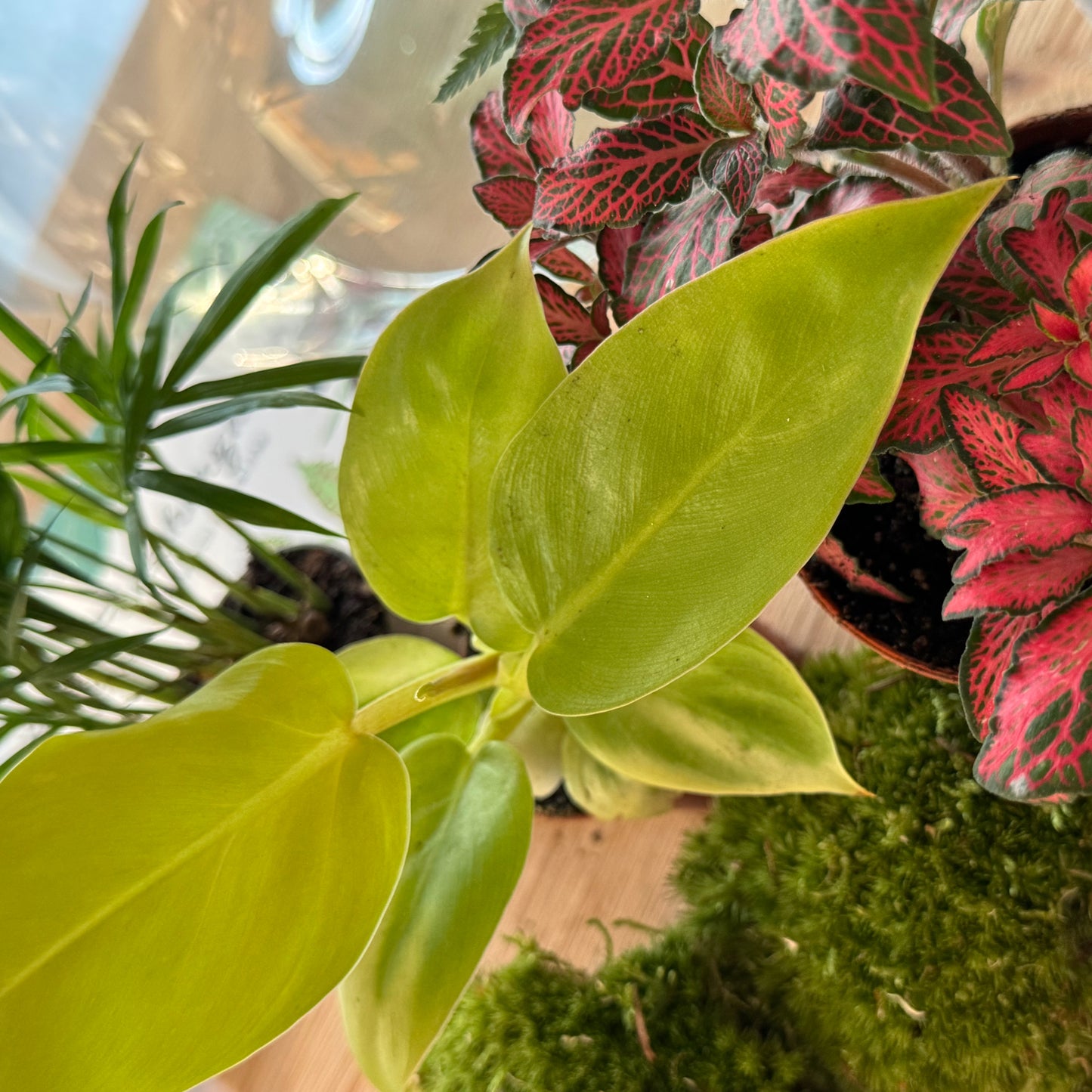 Flaschengarten DIY Set No78 - Philodendron melinonii x Chamaedora elegans  x Arachniodes aristata x Fittonia  'Forest Flame'