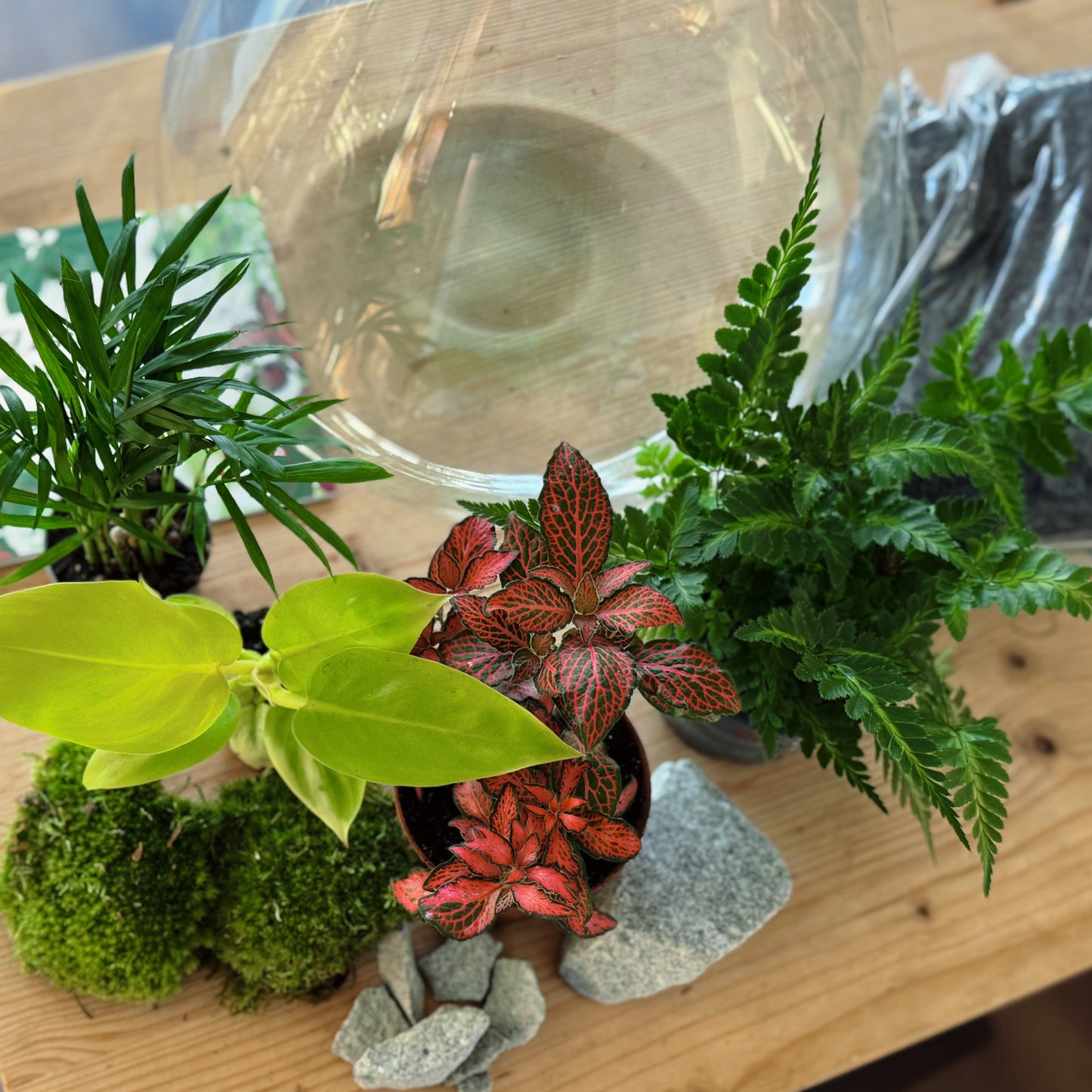 Flaschengarten DIY Set No78 - Philodendron melinonii x Chamaedora elegans  x Arachniodes aristata x Fittonia  'Forest Flame'