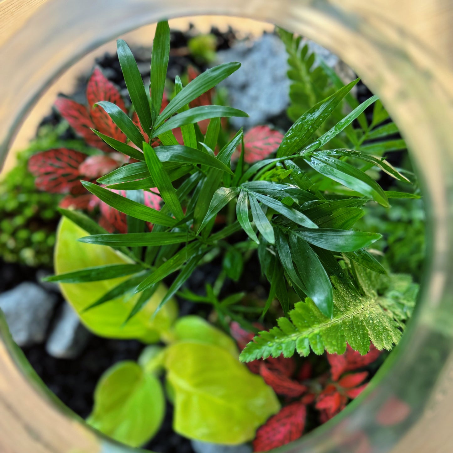 Flaschengarten DIY Set No78 - Philodendron melinonii x Chamaedora elegans  x Arachniodes aristata x Fittonia  'Forest Flame'