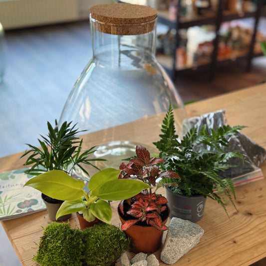Flaschengarten DIY Set No78 - Philodendron melinonii x Chamaedora elegans  x Arachniodes aristata x Fittonia  'Forest Flame'