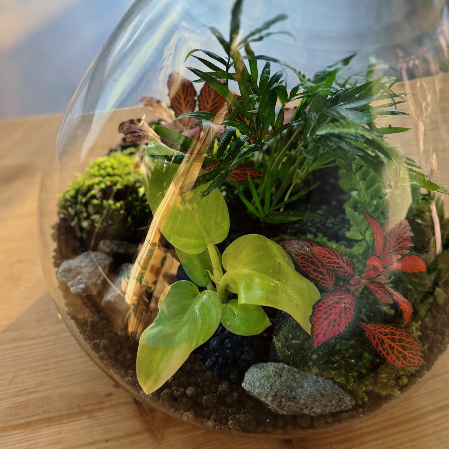 Flaschengarten DIY Set No78 - Philodendron melinonii x Chamaedora elegans  x Arachniodes aristata x Fittonia  'Forest Flame'