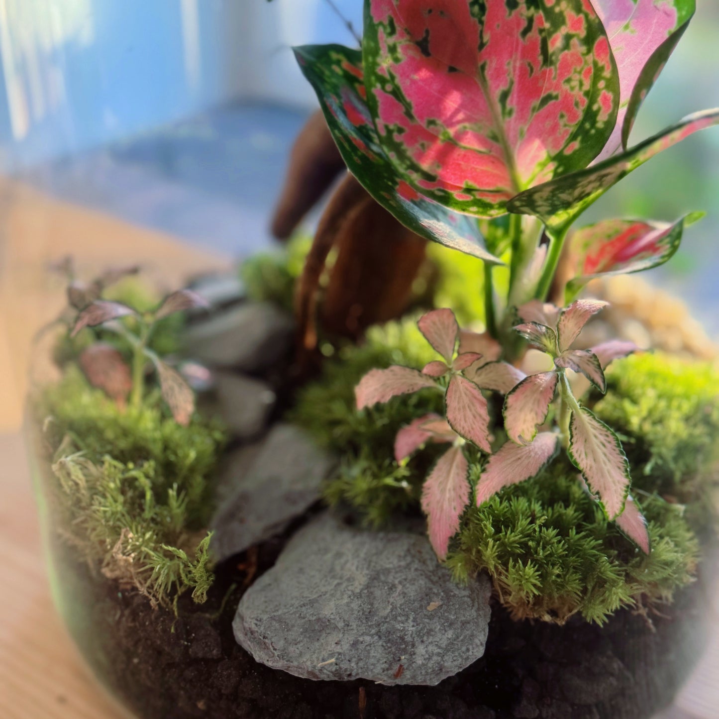 Flaschengarten DIY Set No79 - Ficus microcarpa 'Ginseng' x Aglaonema 'Red Valentine' x Fittonia 'Zalm Forest Flame'