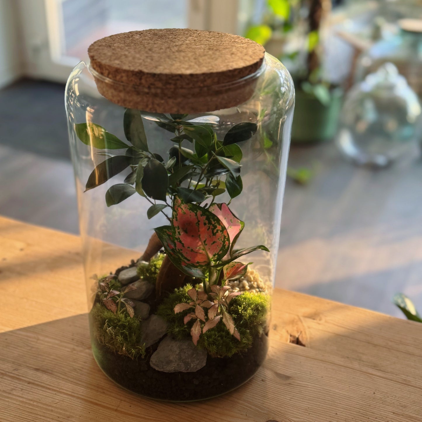 Flaschengarten DIY Set No79 - Ficus microcarpa 'Ginseng' x Aglaonema 'Red Valentine' x Fittonia 'Zalm Forest Flame'