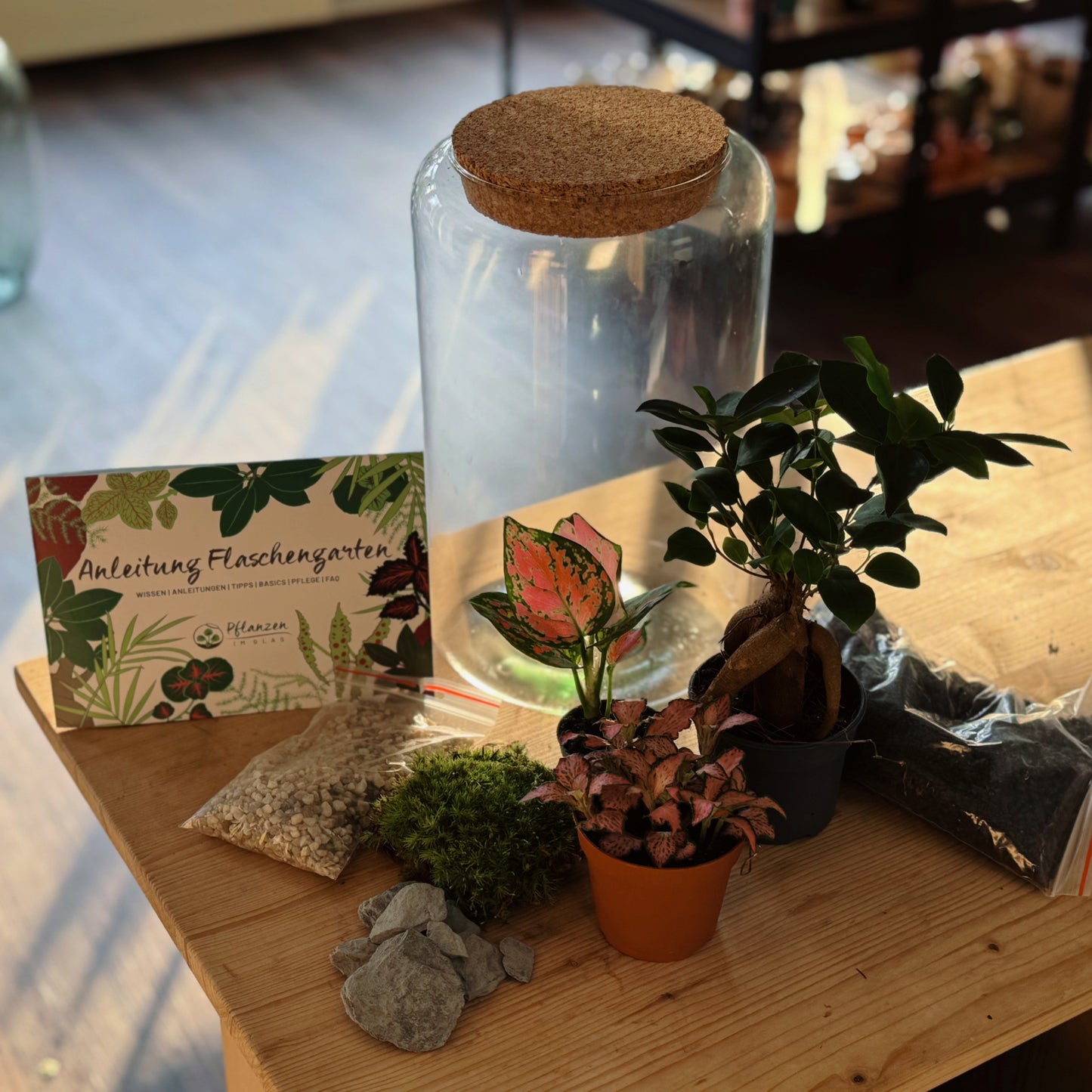 Flaschengarten DIY Set No79 - Ficus microcarpa 'Ginseng' x Aglaonema 'Red Valentine' x Fittonia 'Zalm Forest Flame'