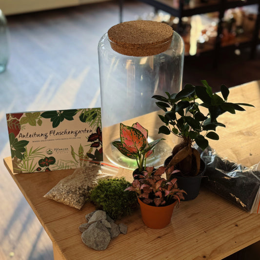 Flaschengarten DIY Set No79 - Ficus microcarpa 'Ginseng' x Aglaonema 'Red Valentine' x Fittonia 'Zalm Forest Flame'