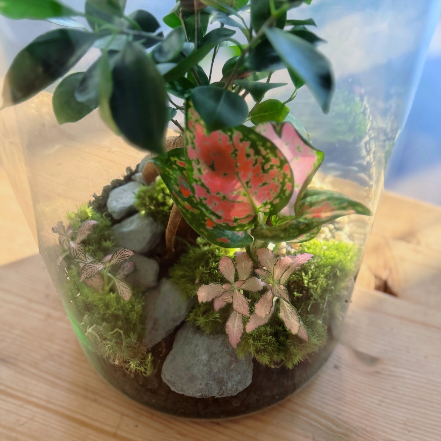 Flaschengarten DIY Set No79 - Ficus microcarpa 'Ginseng' x Aglaonema 'Red Valentine' x Fittonia 'Zalm Forest Flame'