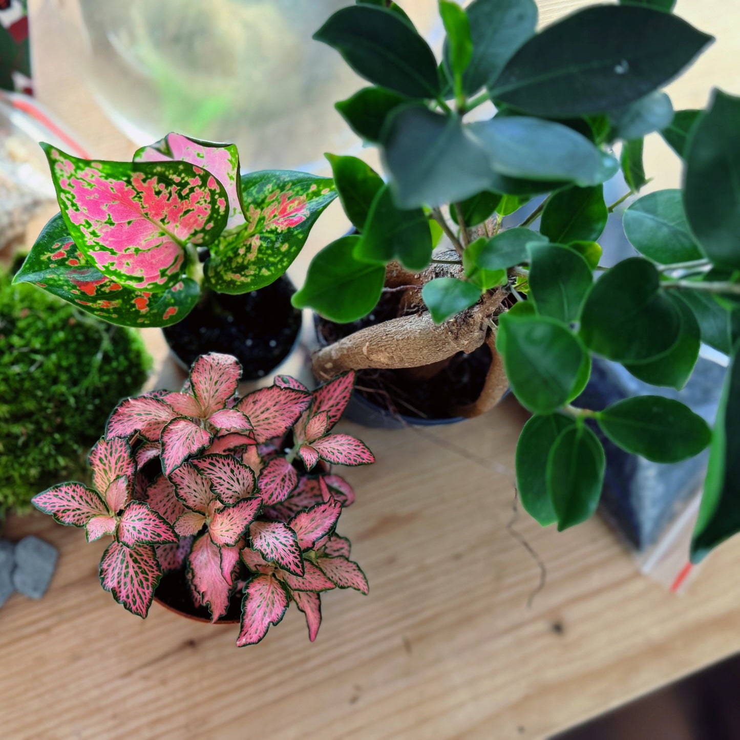 Flaschengarten DIY Set No79 - Ficus microcarpa 'Ginseng' x Aglaonema 'Red Valentine' x Fittonia 'Zalm Forest Flame'