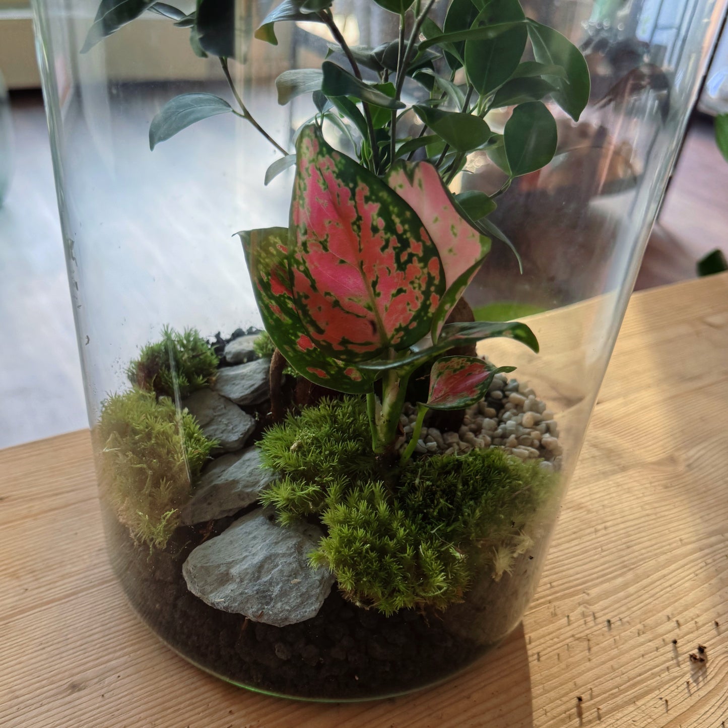 Flaschengarten DIY Set No79 - Ficus microcarpa 'Ginseng' x Aglaonema 'Red Valentine' x Fittonia 'Zalm Forest Flame'