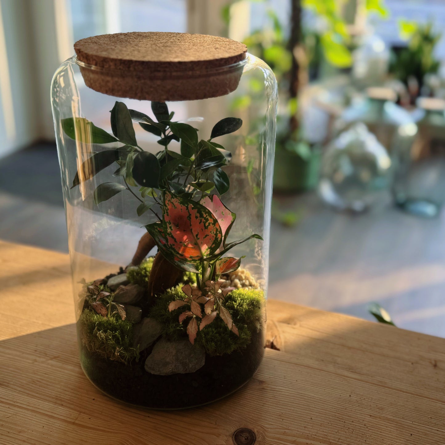 Flaschengarten DIY Set No79 - Ficus microcarpa 'Ginseng' x Aglaonema 'Red Valentine' x Fittonia 'Zalm Forest Flame'