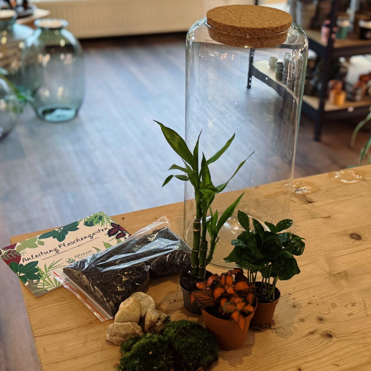 Flaschengarten DIY Set No80 - Dracaena braunii ‘Glücksbambus‘ x Fittonia 'Forest Flame' x Coffea arabica