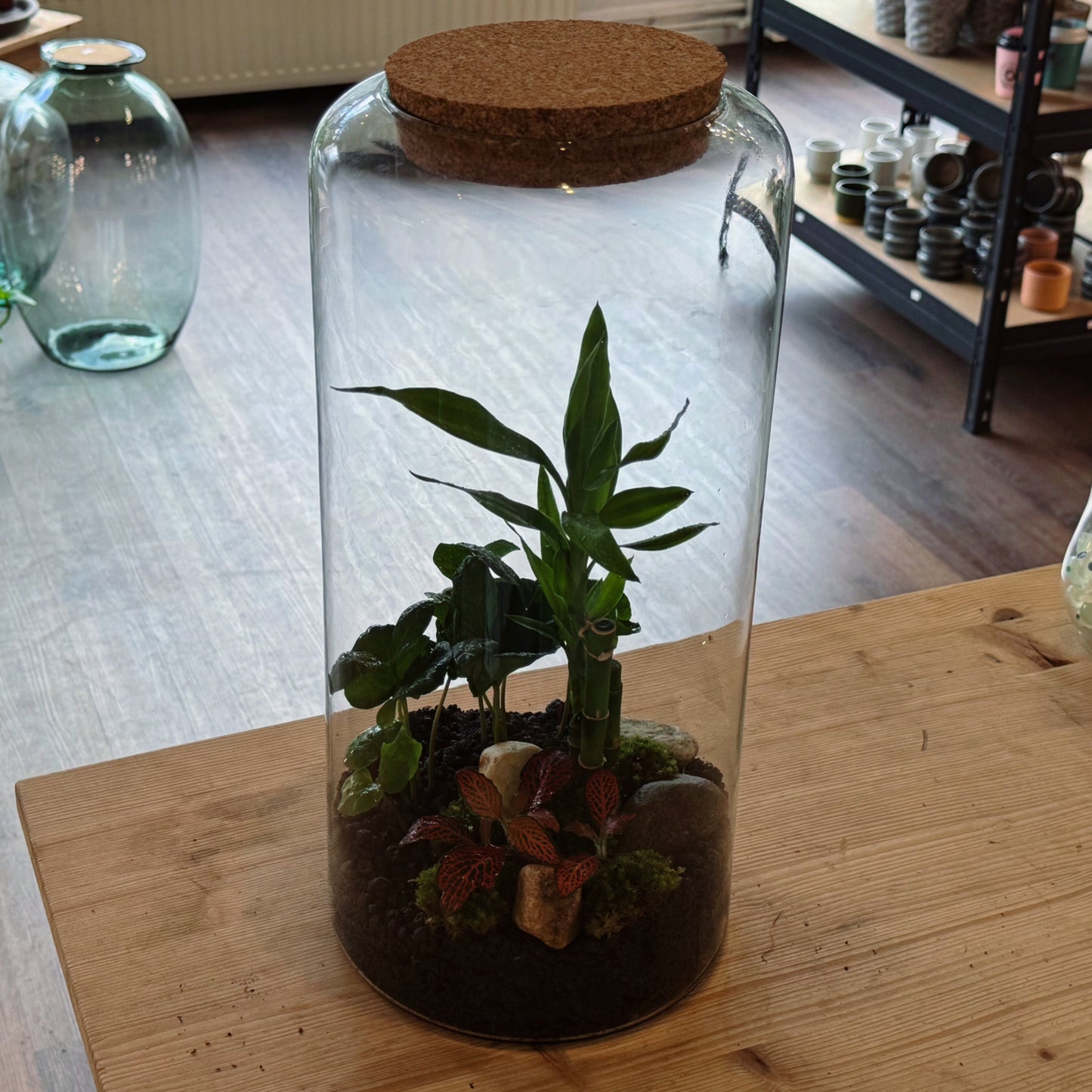 Flaschengarten DIY Set No80 - Dracaena braunii ‘Glücksbambus‘ x Fittonia 'Forest Flame' x Coffea arabica