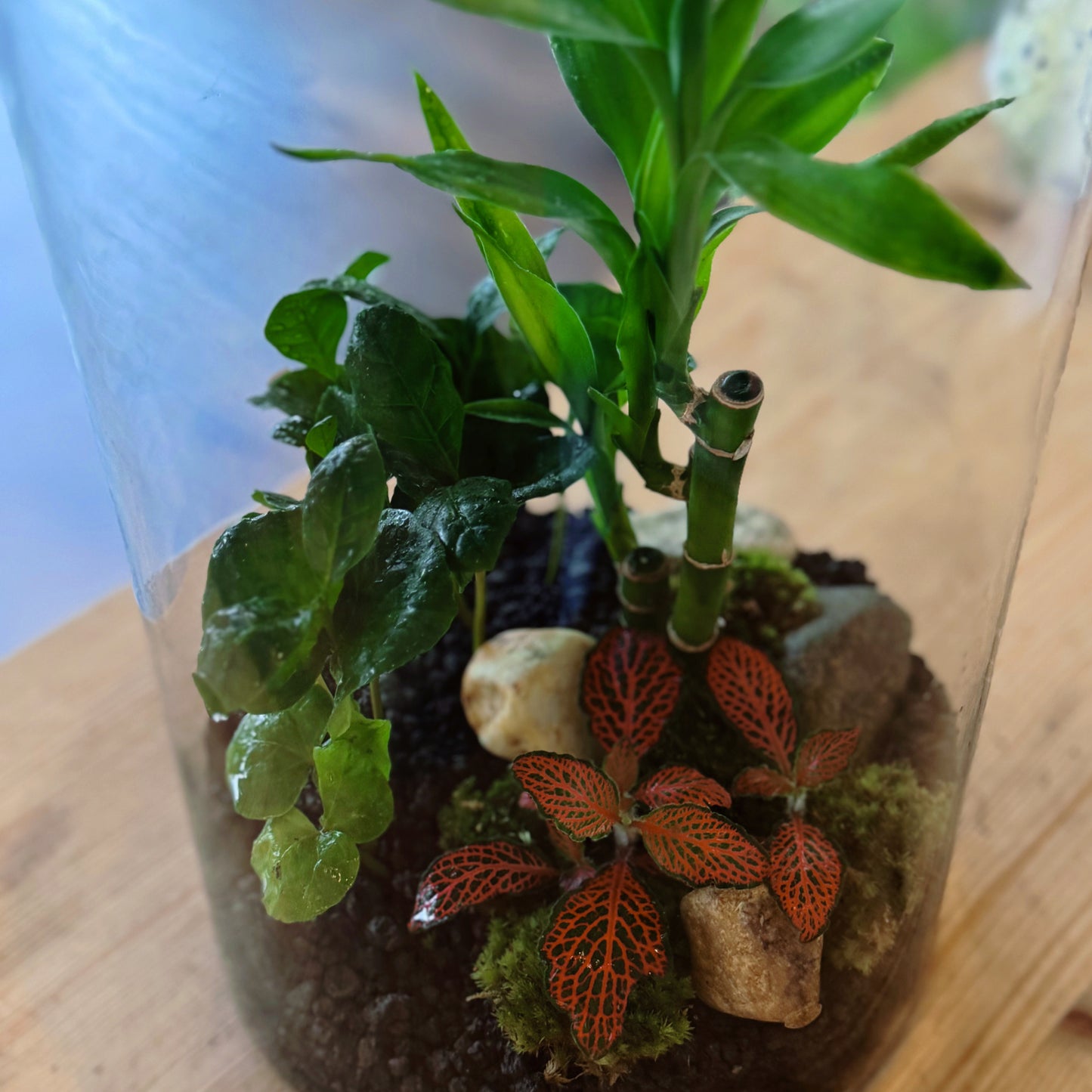 Flaschengarten DIY Set No80 - Dracaena braunii ‘Glücksbambus‘ x Fittonia 'Forest Flame' x Coffea arabica