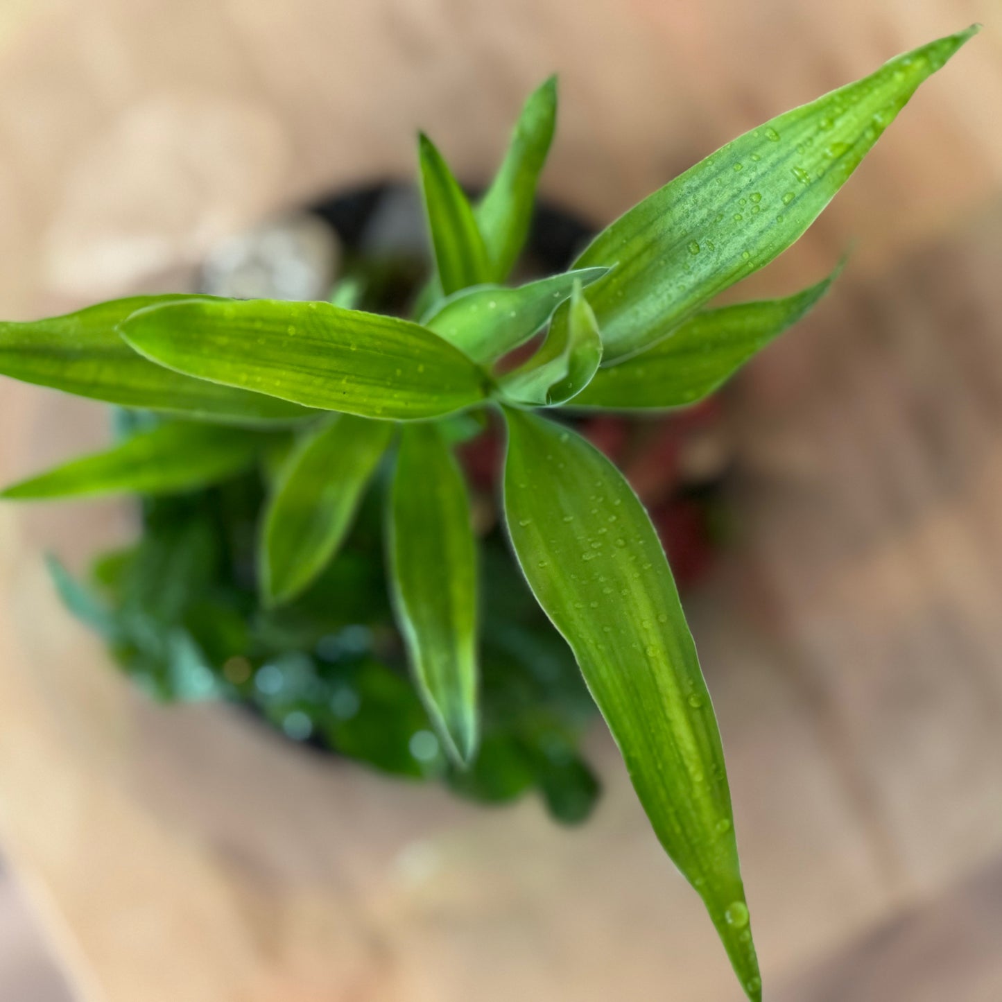Flaschengarten DIY Set No80 - Dracaena braunii ‘Glücksbambus‘ x Fittonia 'Forest Flame' x Coffea arabica