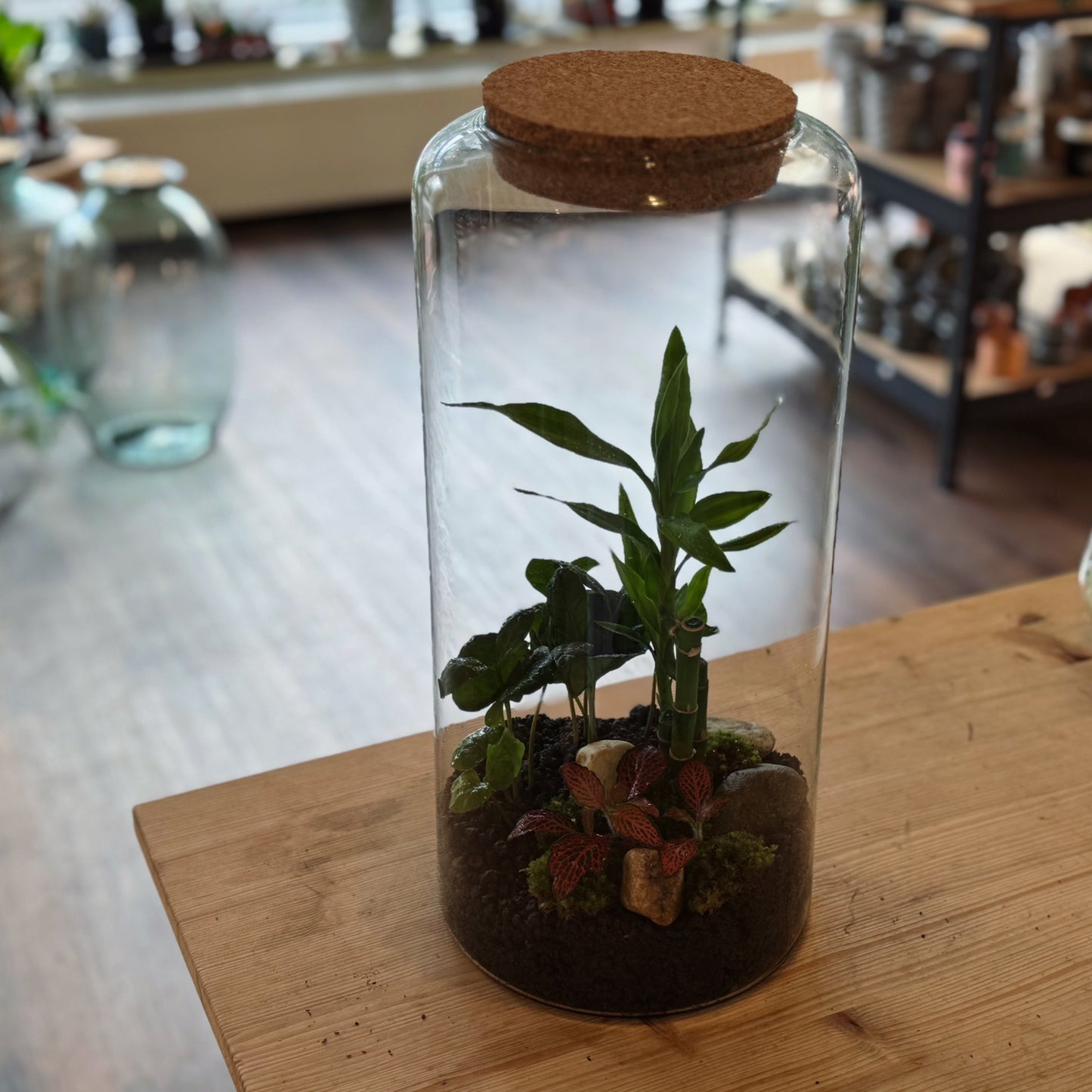 Flaschengarten DIY Set No80 - Dracaena braunii ‘Glücksbambus‘ x Fittonia 'Forest Flame' x Coffea arabica