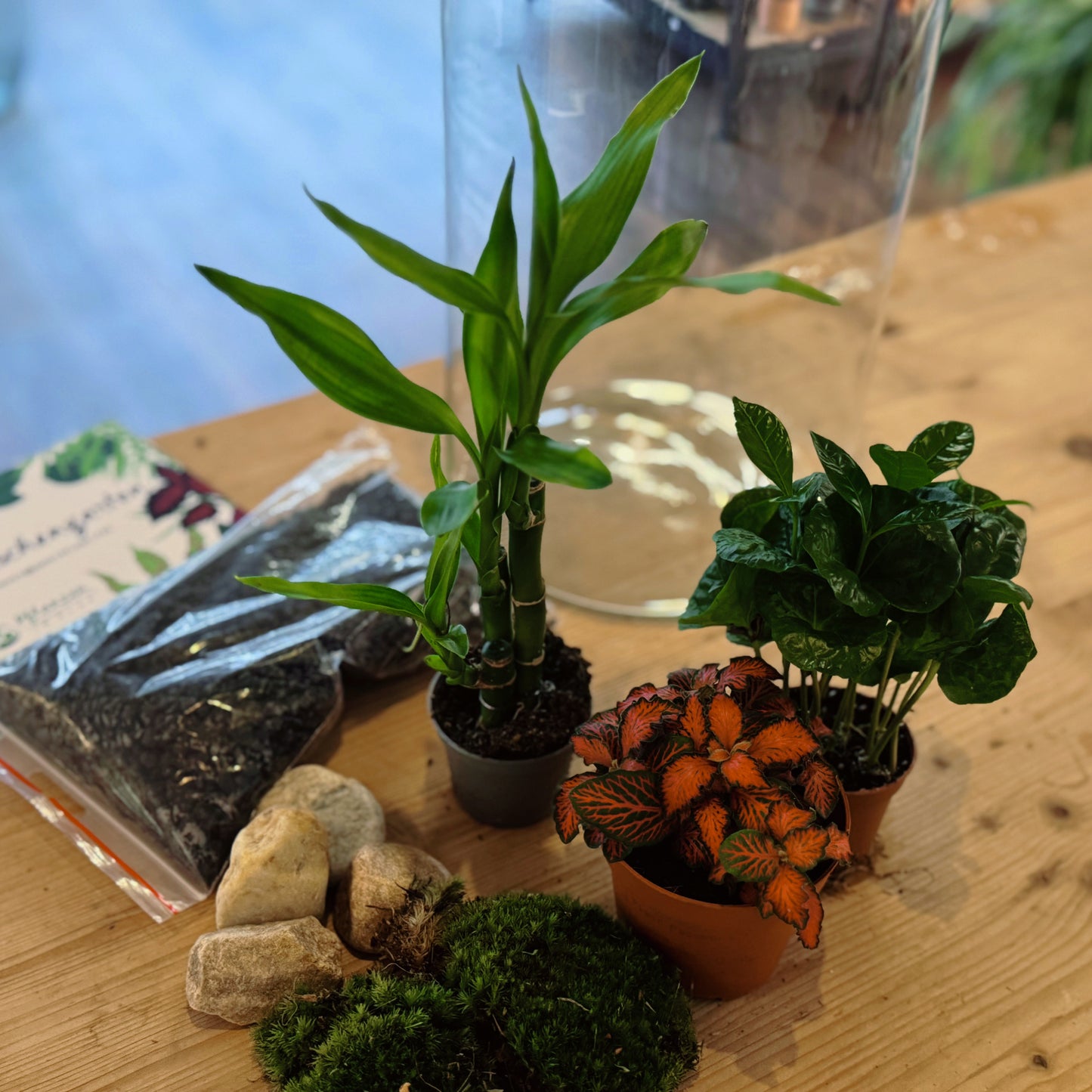 Flaschengarten DIY Set No80 - Dracaena braunii ‘Glücksbambus‘ x Fittonia 'Forest Flame' x Coffea arabica