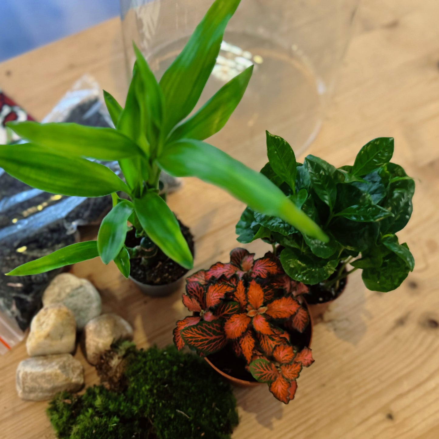 Flaschengarten DIY Set No80 - Dracaena braunii ‘Glücksbambus‘ x Fittonia 'Forest Flame' x Coffea arabica