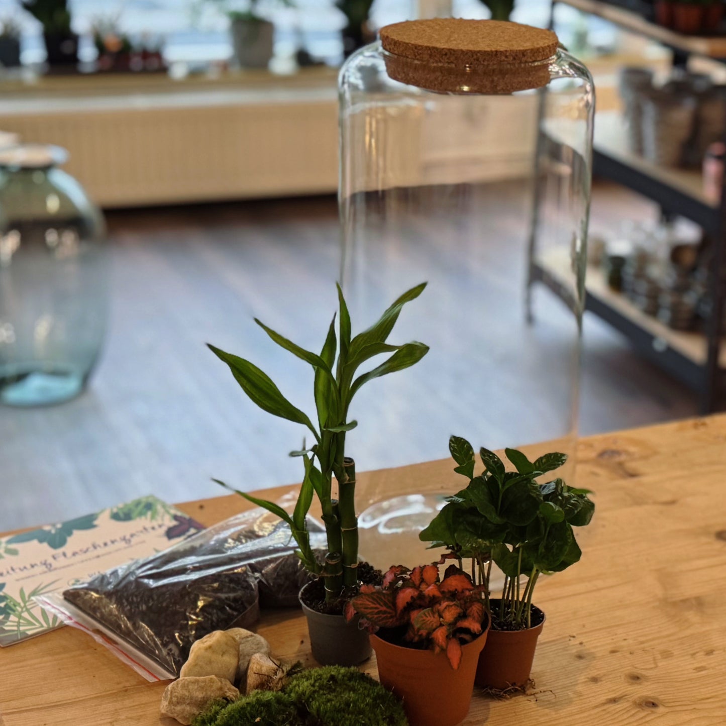 Flaschengarten DIY Set No80 - Dracaena braunii ‘Glücksbambus‘ x Fittonia 'Forest Flame' x Coffea arabica