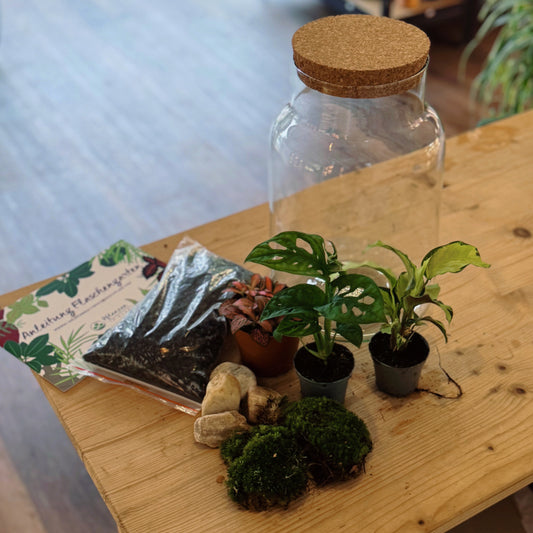 Flaschengarten DIY Set No81 - Calathea 'Yellow Fusion' x Monstera adansonii x Fittonia 'Pink Forest Flame'