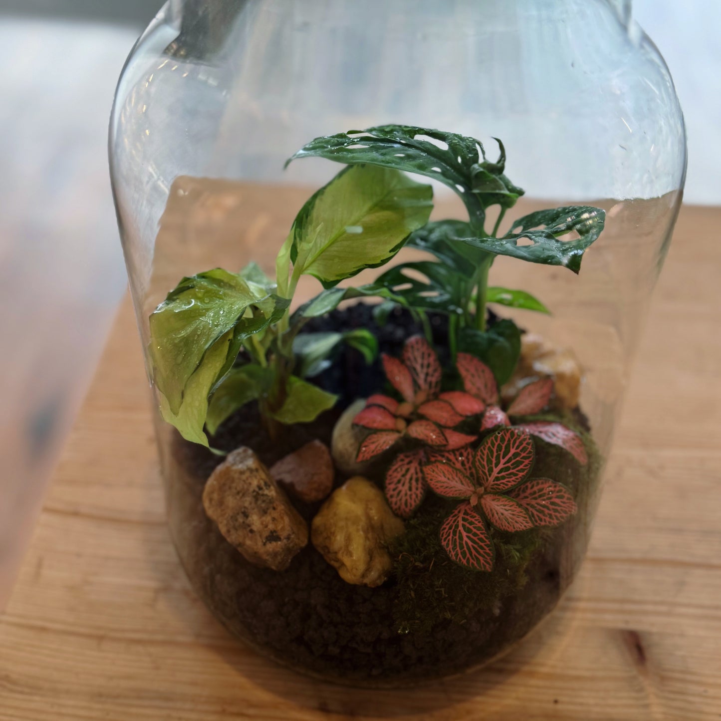 Flaschengarten DIY Set No81 - Calathea 'Yellow Fusion' x Monstera adansonii x Fittonia 'Pink Forest Flame'