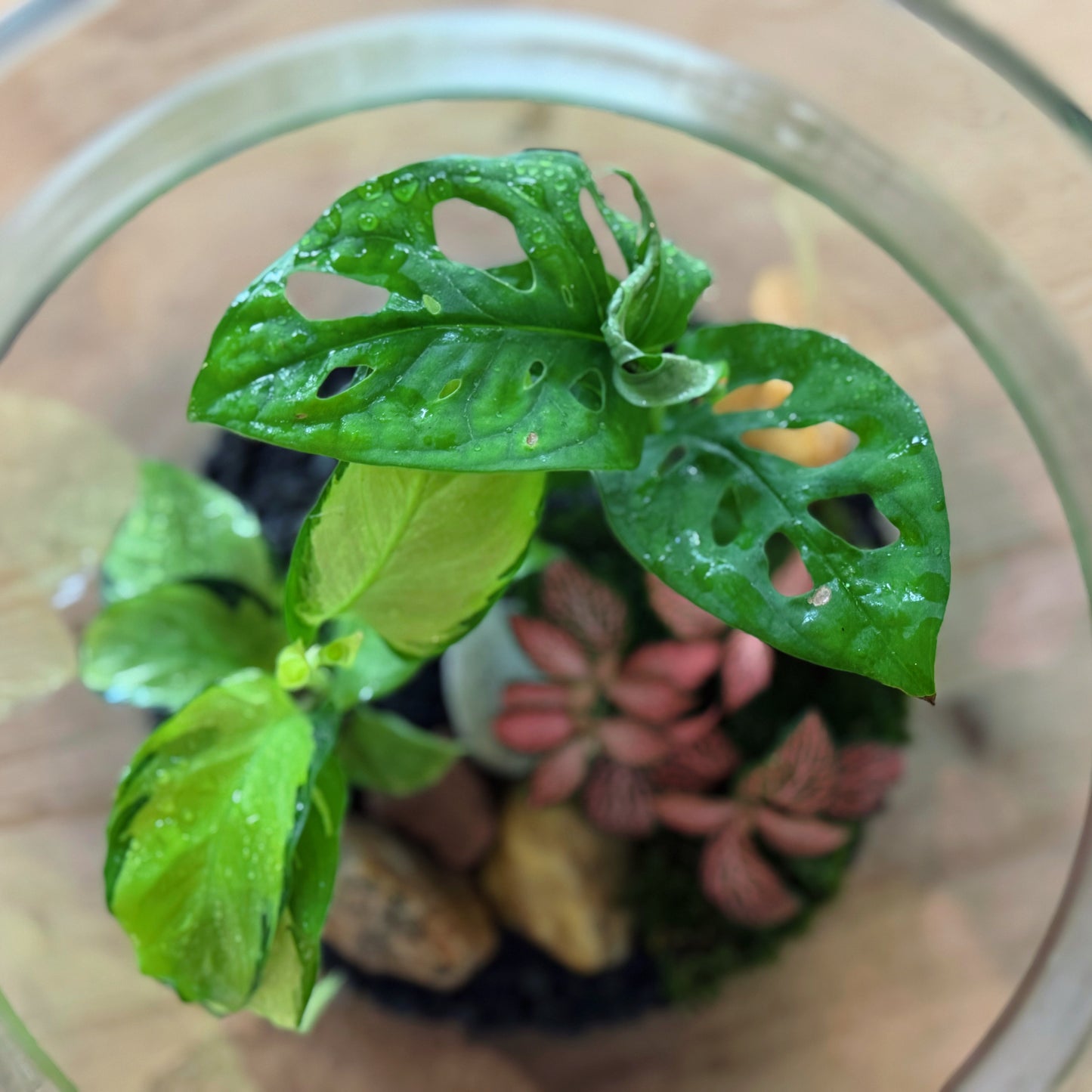 Flaschengarten DIY Set No81 - Calathea 'Yellow Fusion' x Monstera adansonii x Fittonia 'Pink Forest Flame'