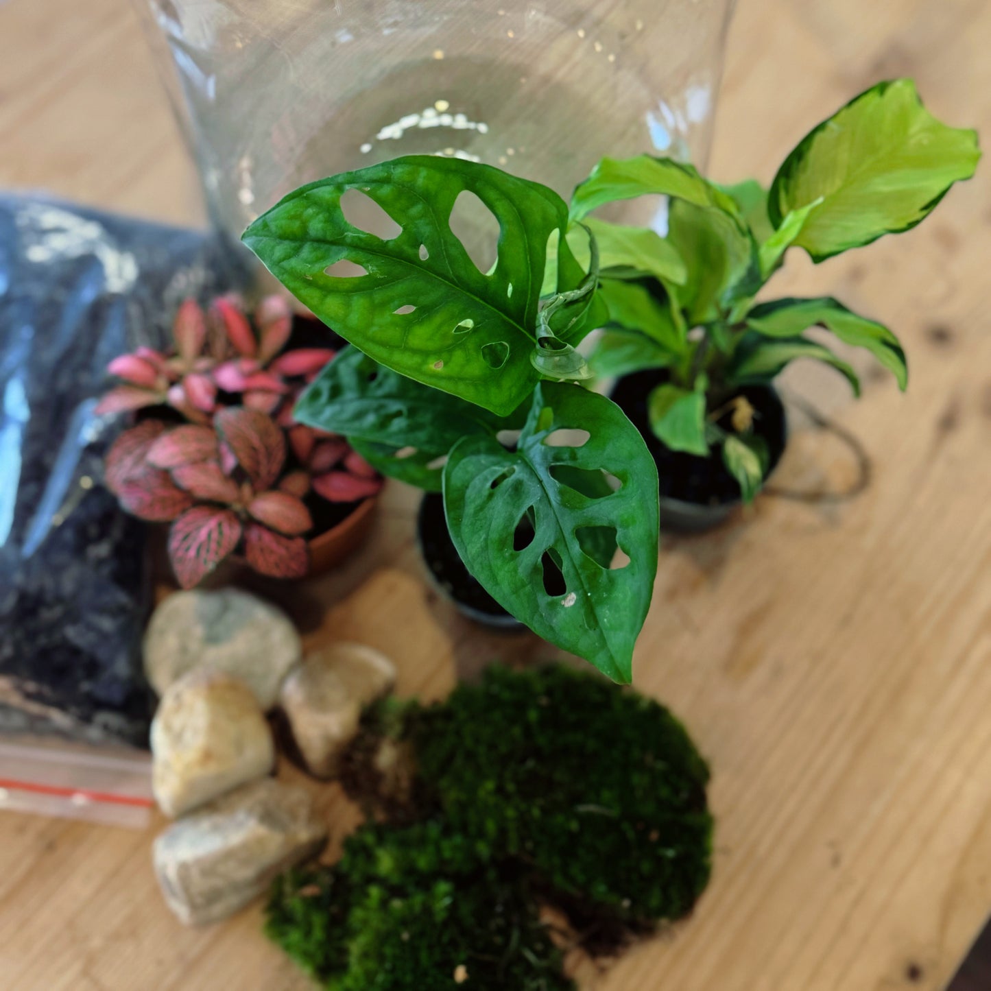 Flaschengarten DIY Set No81 - Calathea 'Yellow Fusion' x Monstera adansonii x Fittonia 'Pink Forest Flame'