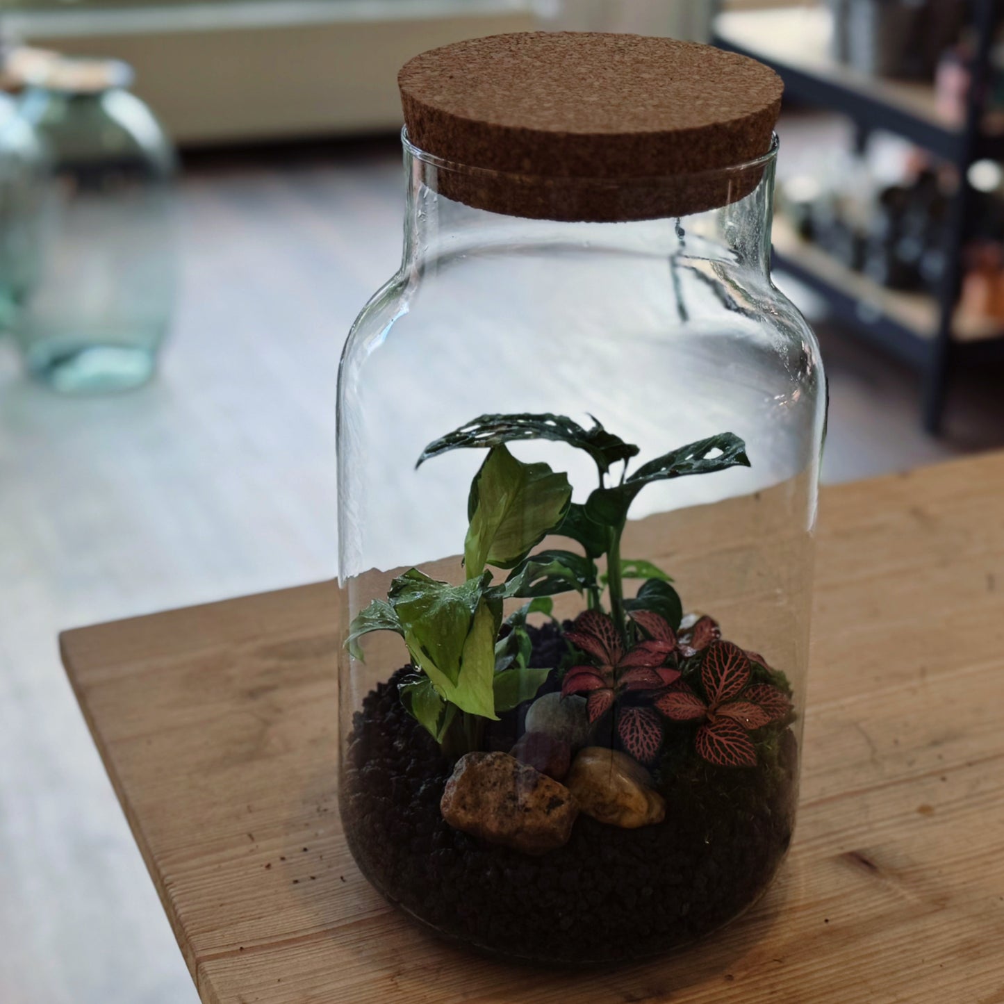 Flaschengarten DIY Set No81 - Calathea 'Yellow Fusion' x Monstera adansonii x Fittonia 'Pink Forest Flame'