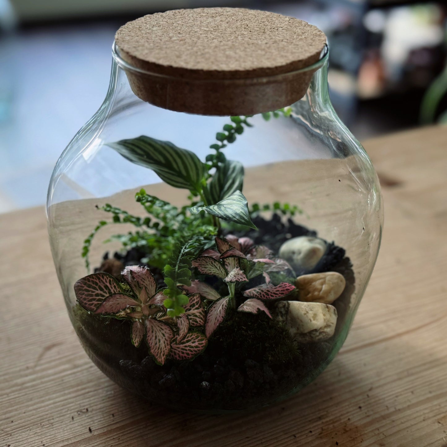 Flaschengarten DIY Set No83 Goeppertia elliptica 'Vittata' x Nephrolepis cord. 'Duffy x Fittonia 'Pink Forest Flame'