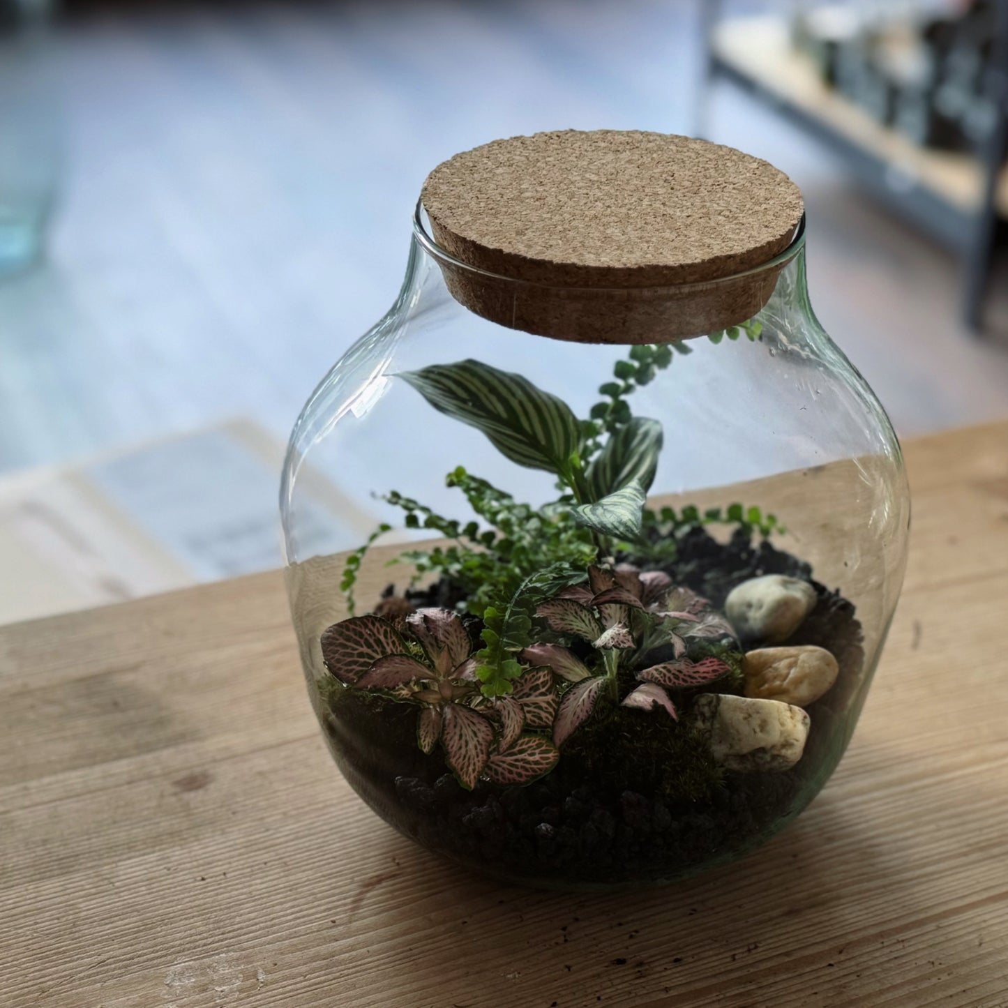 Flaschengarten DIY Set No83 Goeppertia elliptica 'Vittata' x Nephrolepis cord. 'Duffy x Fittonia 'Pink Forest Flame'