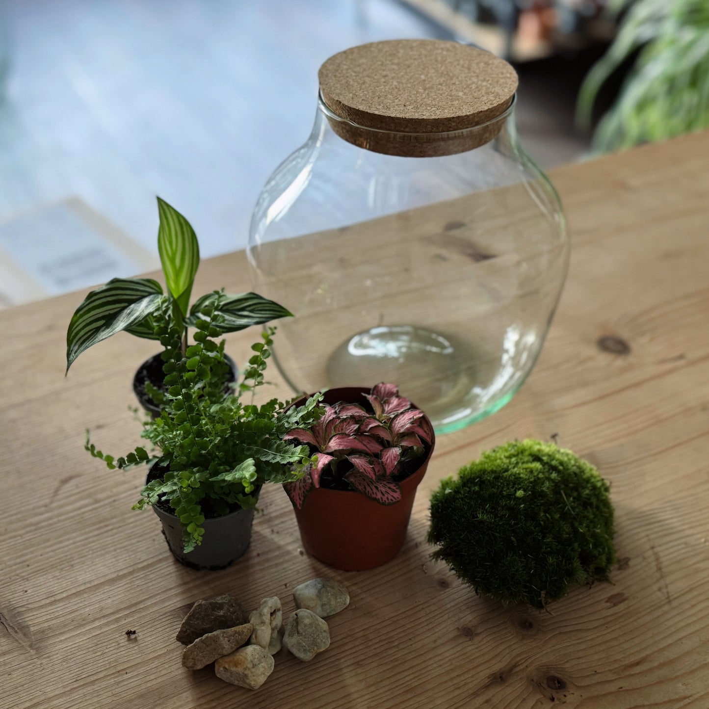 Flaschengarten DIY Set No83 Goeppertia elliptica 'Vittata' x Nephrolepis cord. 'Duffy x Fittonia 'Pink Forest Flame'