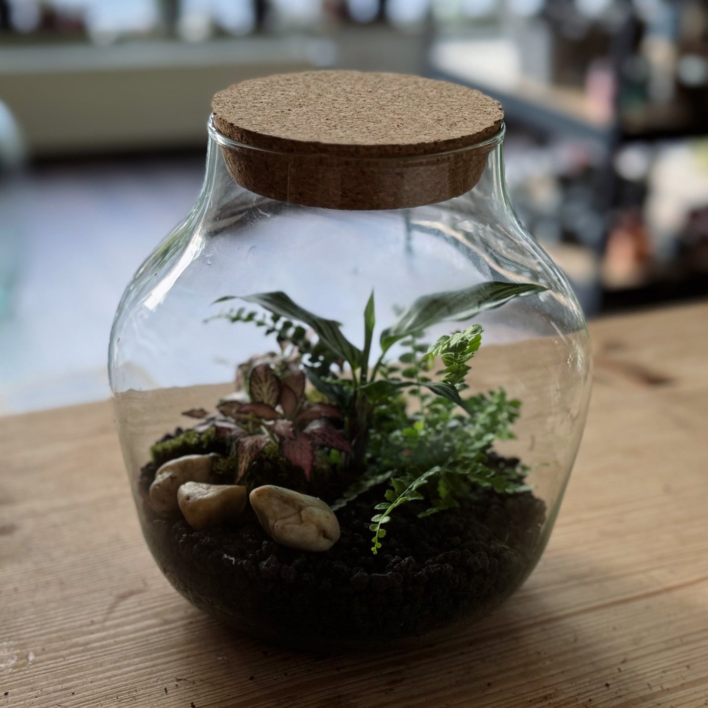 Flaschengarten DIY Set No83 Goeppertia elliptica 'Vittata' x Nephrolepis cord. 'Duffy x Fittonia 'Pink Forest Flame'