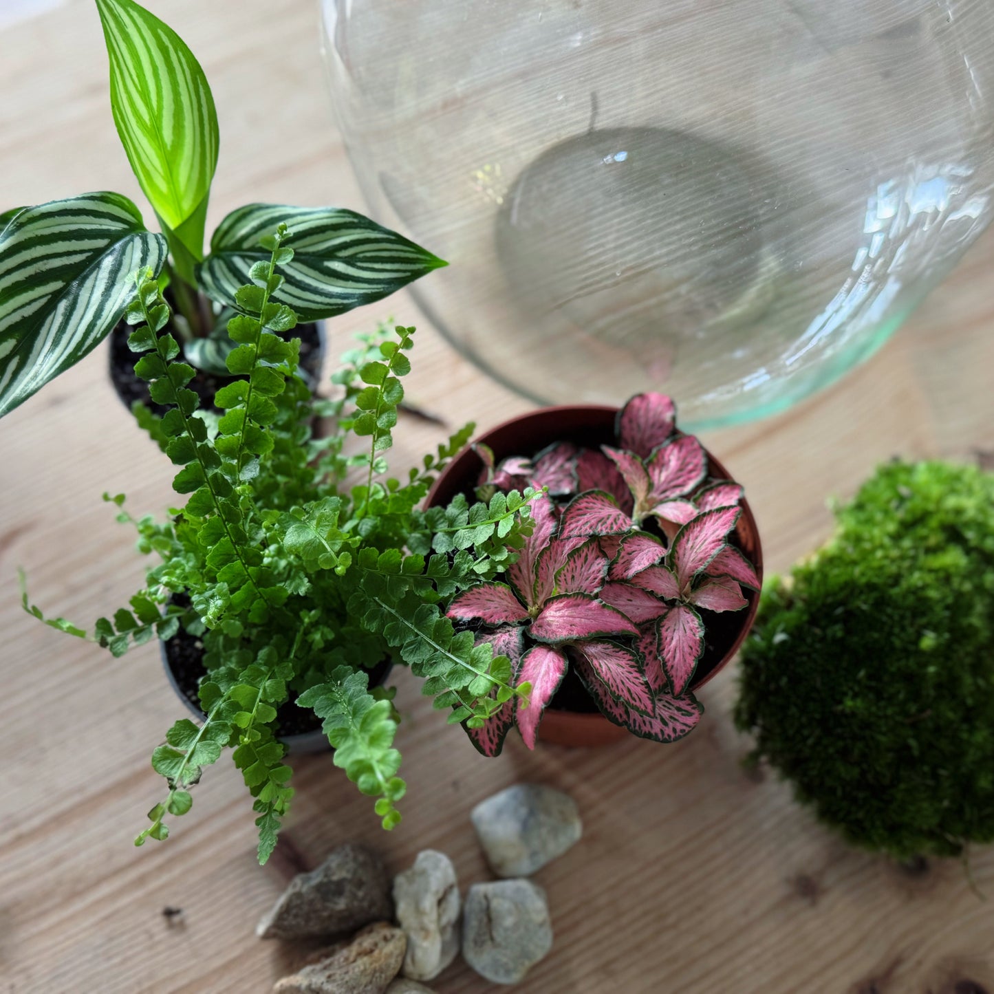 Flaschengarten DIY Set No83 Goeppertia elliptica 'Vittata' x Nephrolepis cord. 'Duffy x Fittonia 'Pink Forest Flame'