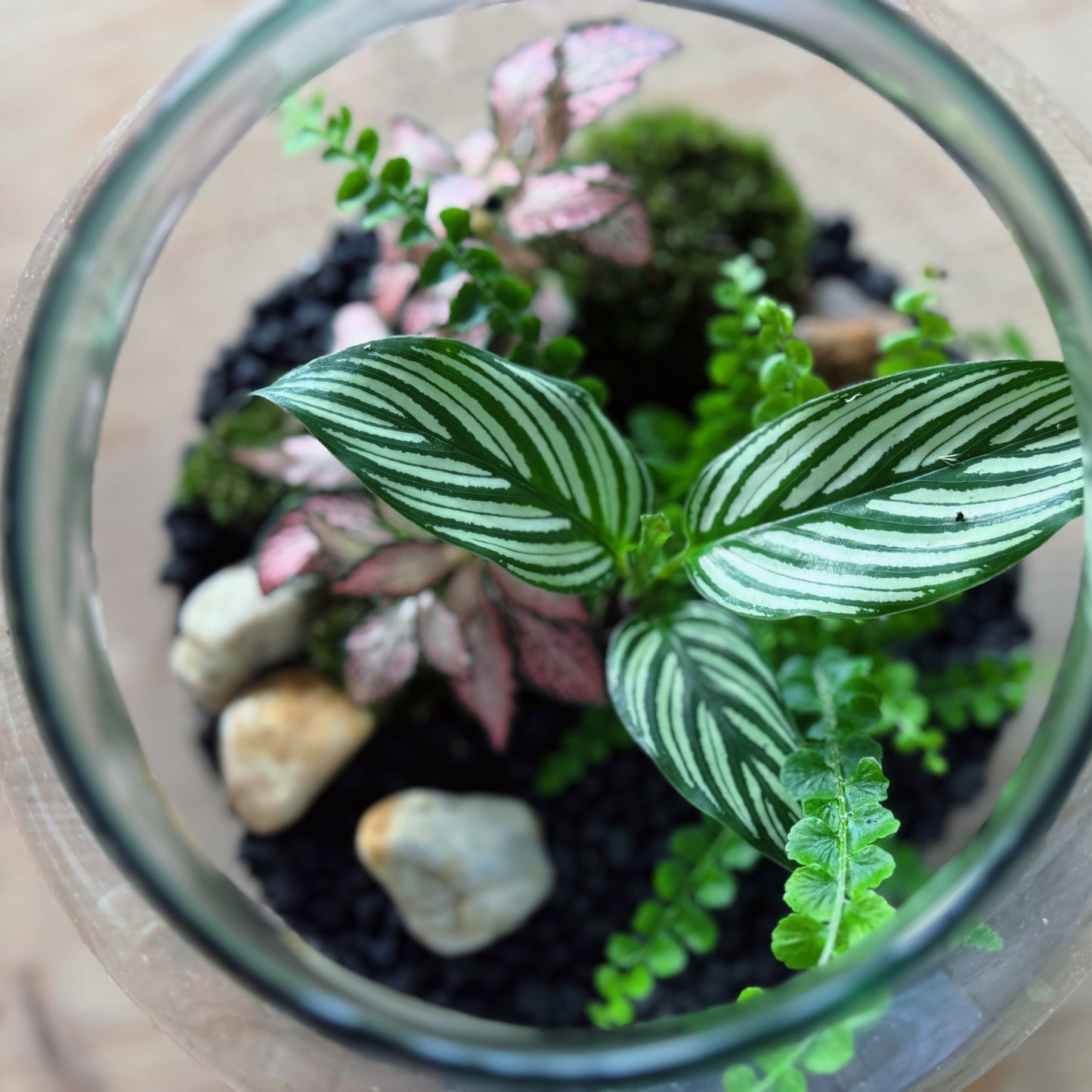 Flaschengarten DIY Set No83 Goeppertia elliptica 'Vittata' x Nephrolepis cord. 'Duffy x Fittonia 'Pink Forest Flame'