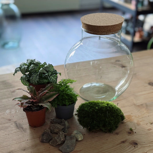 Flaschengarten DIY Set No84 Cryptanthus bivittatus 'Pink Starlite' x Nephrolepis exaltata x FIttonia 'White Tiger'