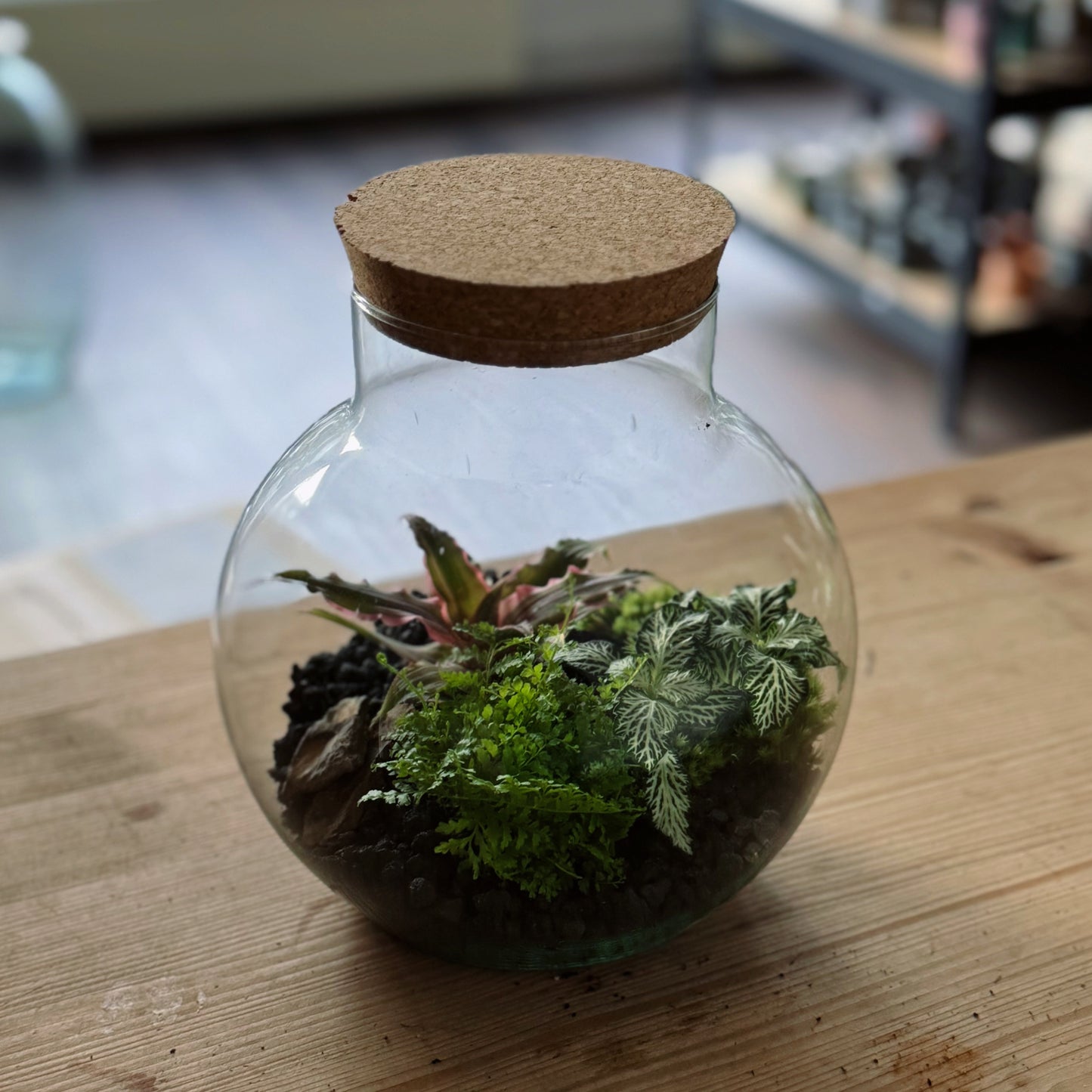 Flaschengarten DIY Set No84 Cryptanthus bivittatus 'Pink Starlite' x Nephrolepis exaltata x FIttonia 'White Tiger'