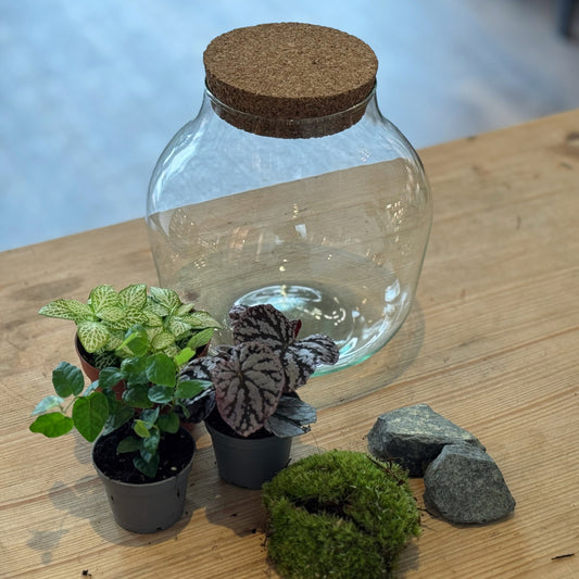 Flaschengarten DIY Set No85 - Begonia 'Chayo' x Ficus pumila x Fittonia 'Mini Lemon'