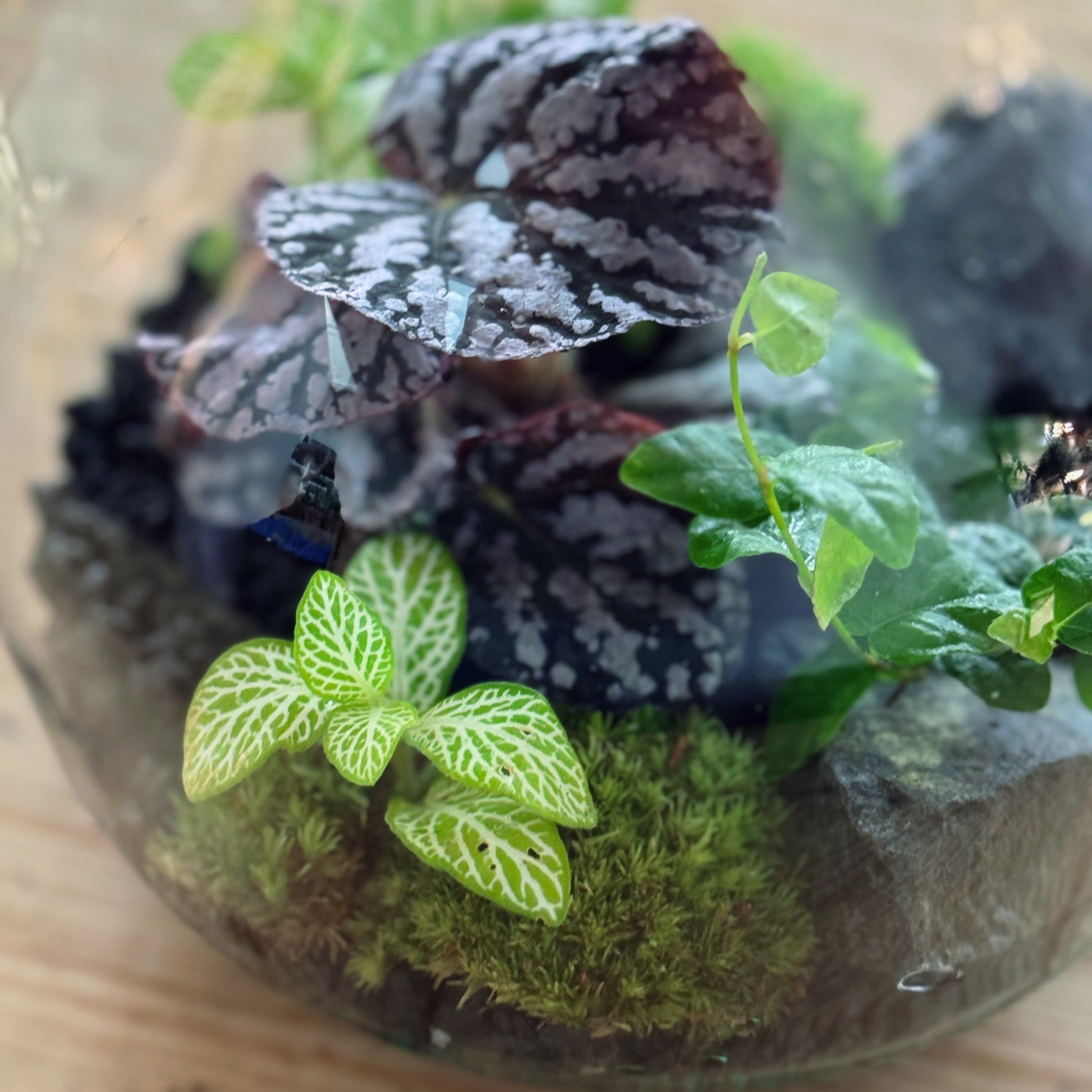 Flaschengarten DIY Set No85