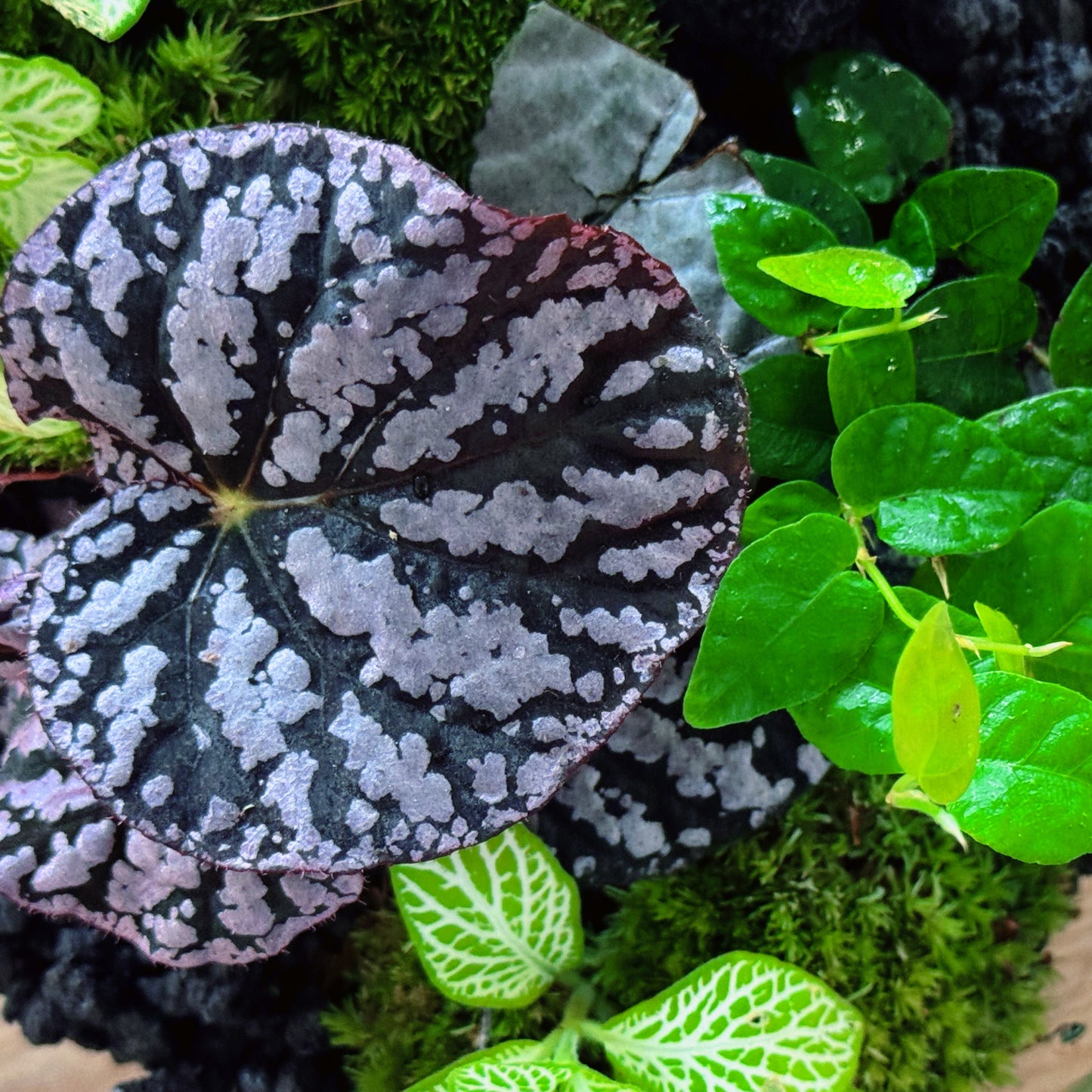Flaschengarten DIY Set No85 - Begonia 'Chayo' x Ficus pumila x Fittonia 'Mini Lemon'