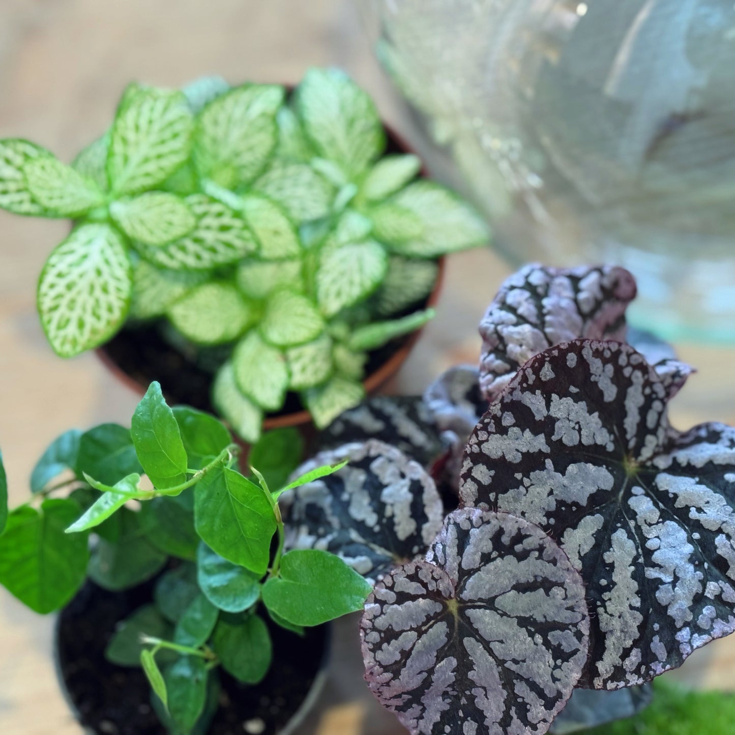 Flaschengarten DIY Set No85 - Begonia 'Chayo' x Ficus pumila x Fittonia 'Mini Lemon'